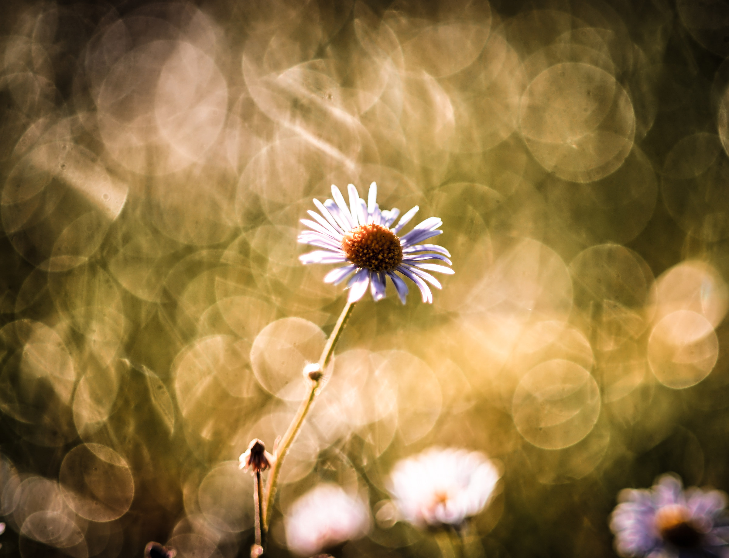 bokeh fuji 55 1.8 (42x1)