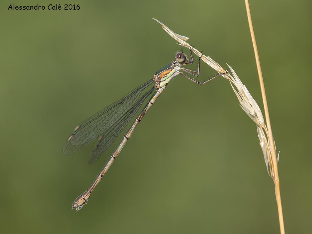 Lestes viridis 6982