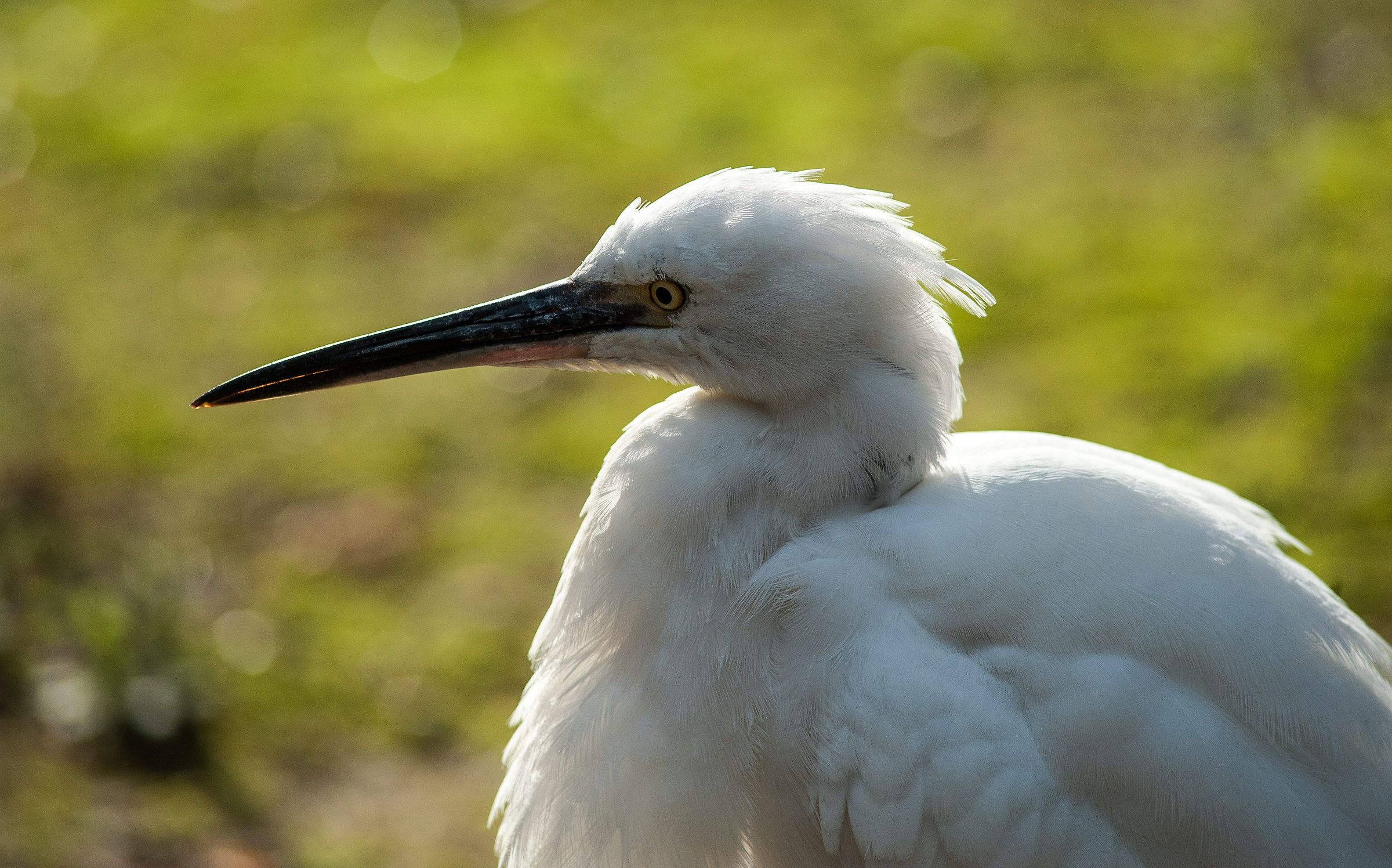 Primo piano di Garzetta