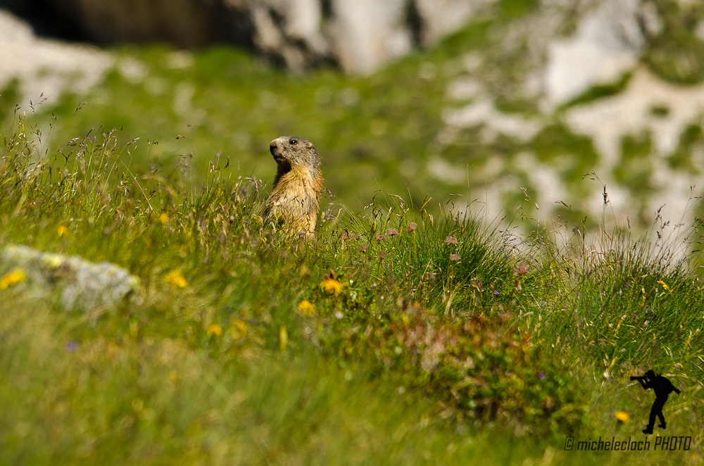 marmotta