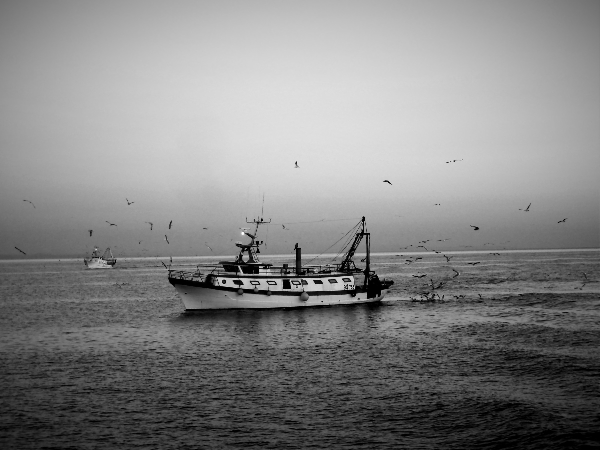 Pescherecci e gabbiani