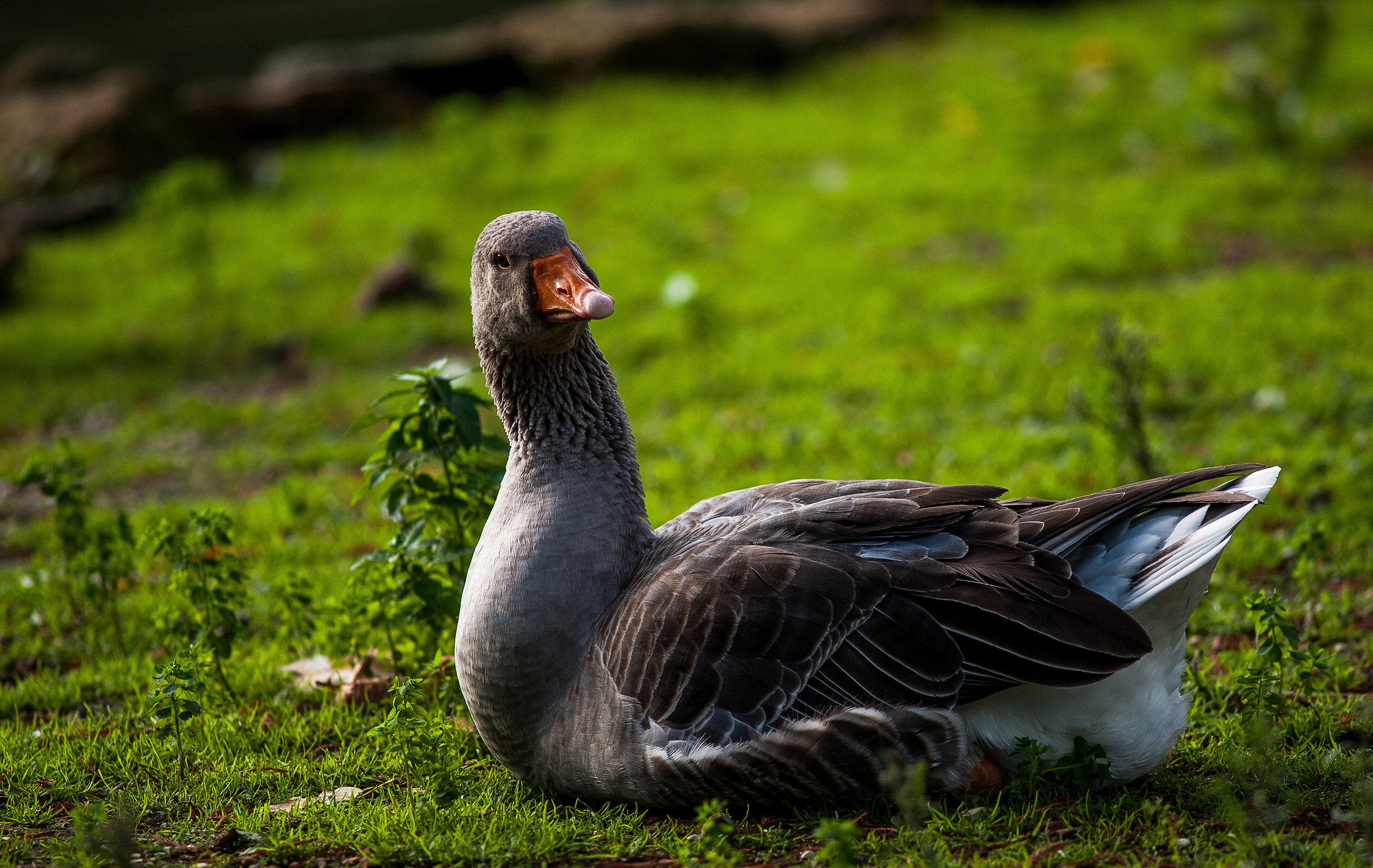 e' un uccello...una papera...boh!!