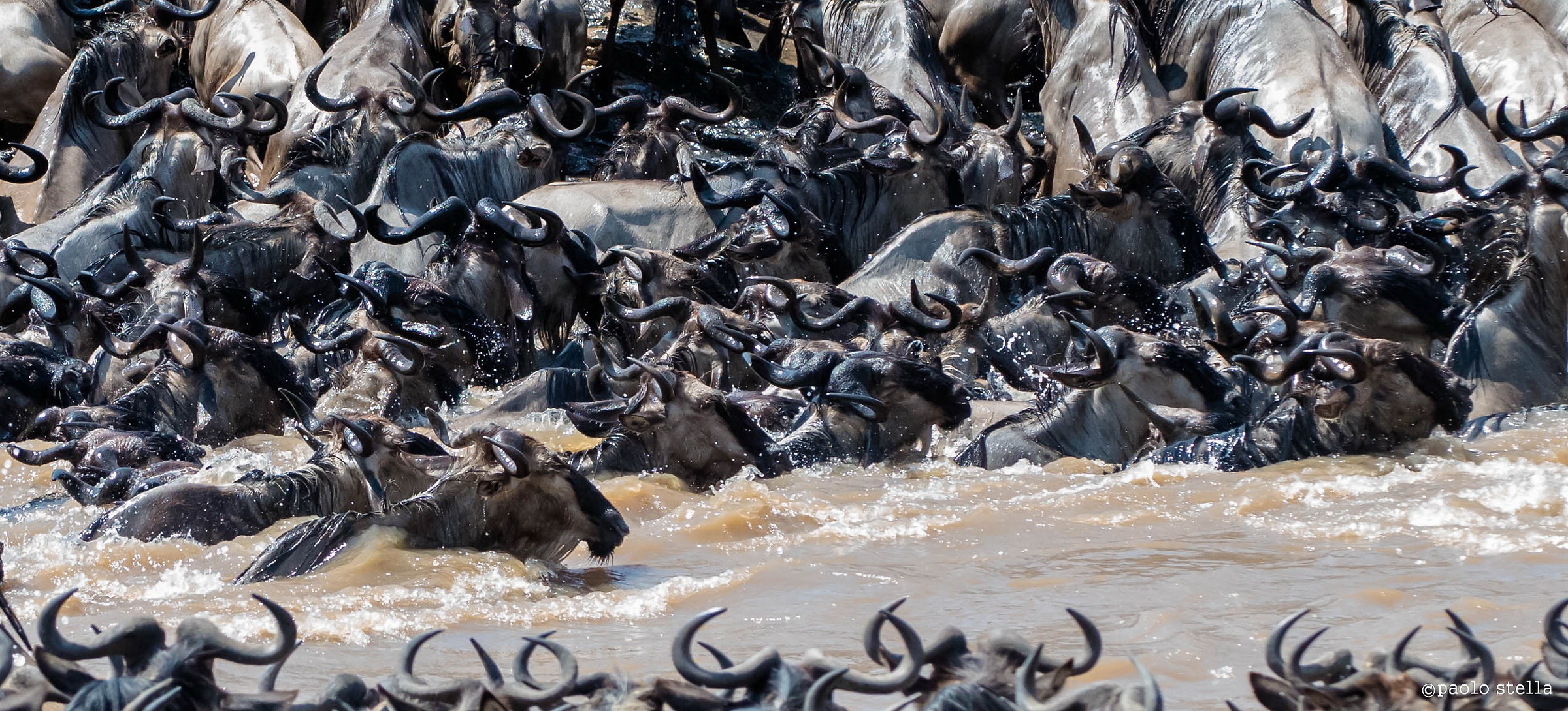 il crossing delle gnu