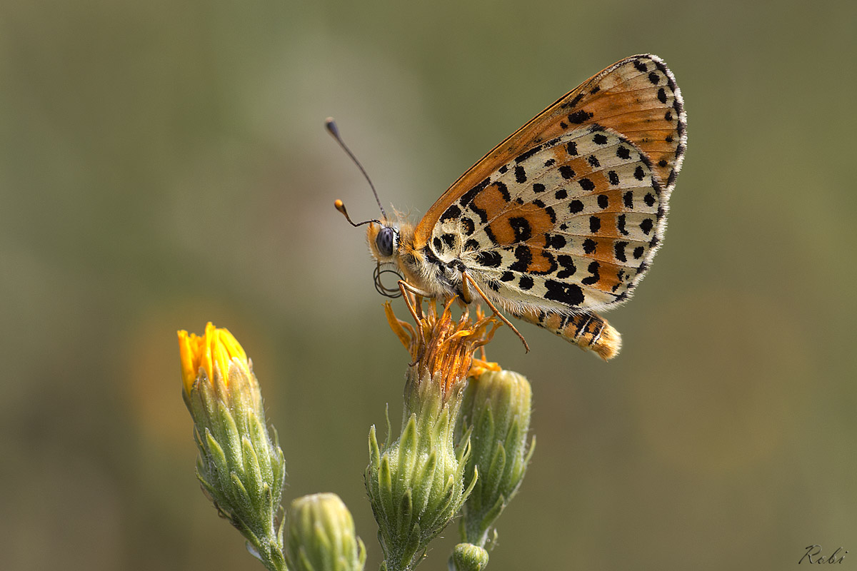 Melitaea cinxia