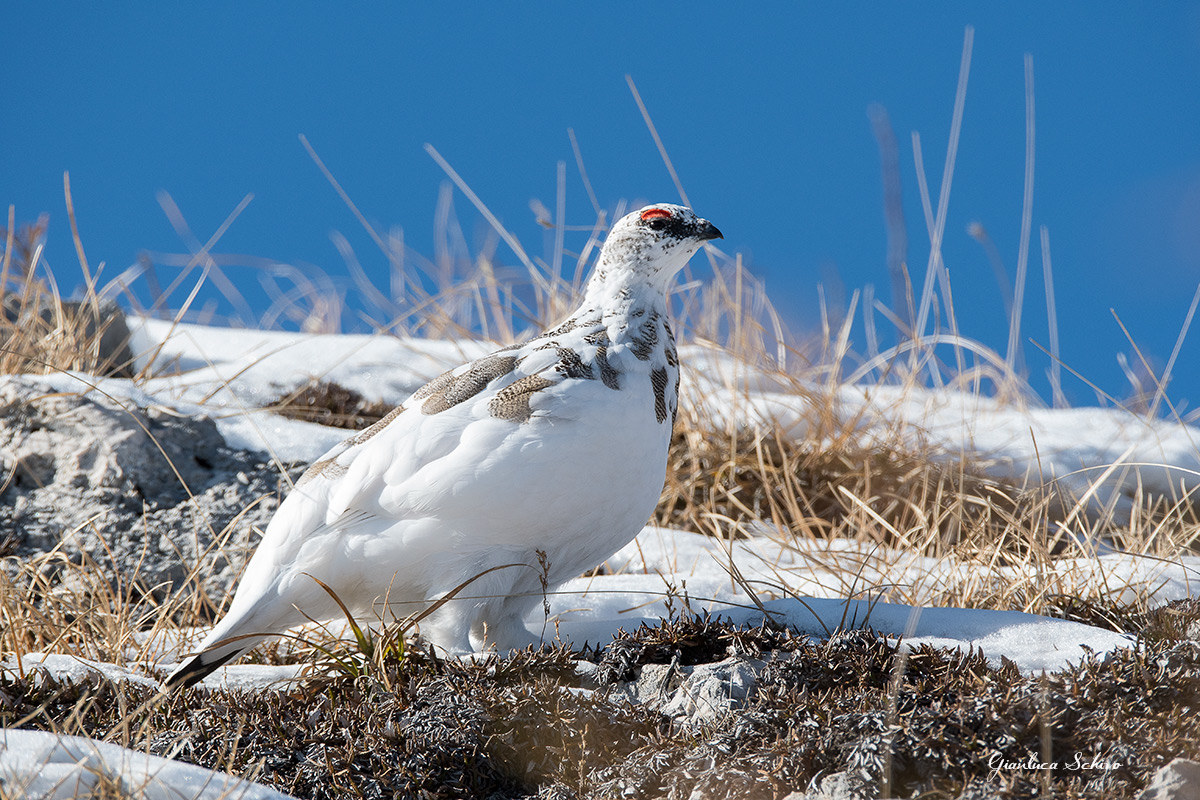 male ptarmigan