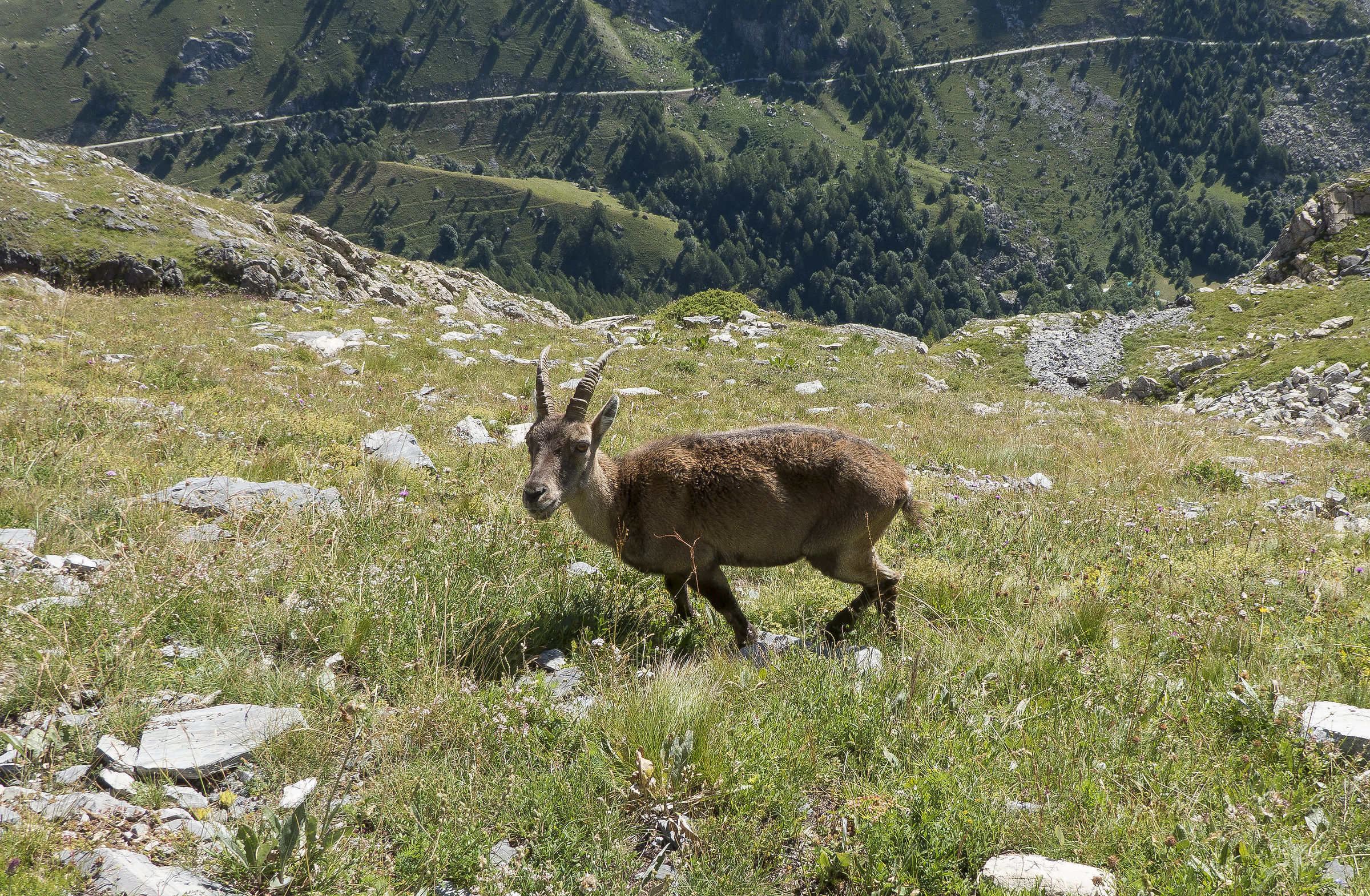 Ibex