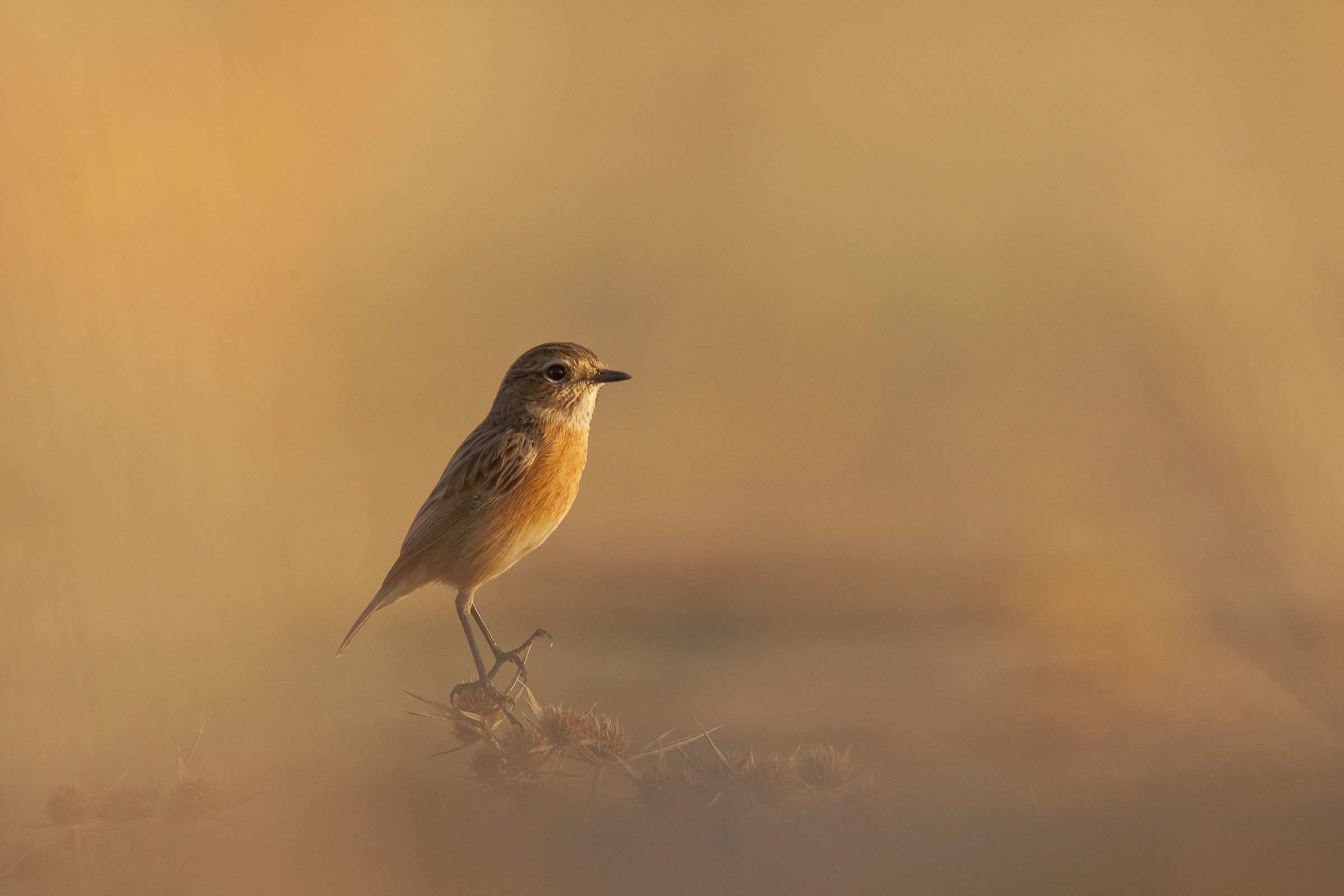Stonechat