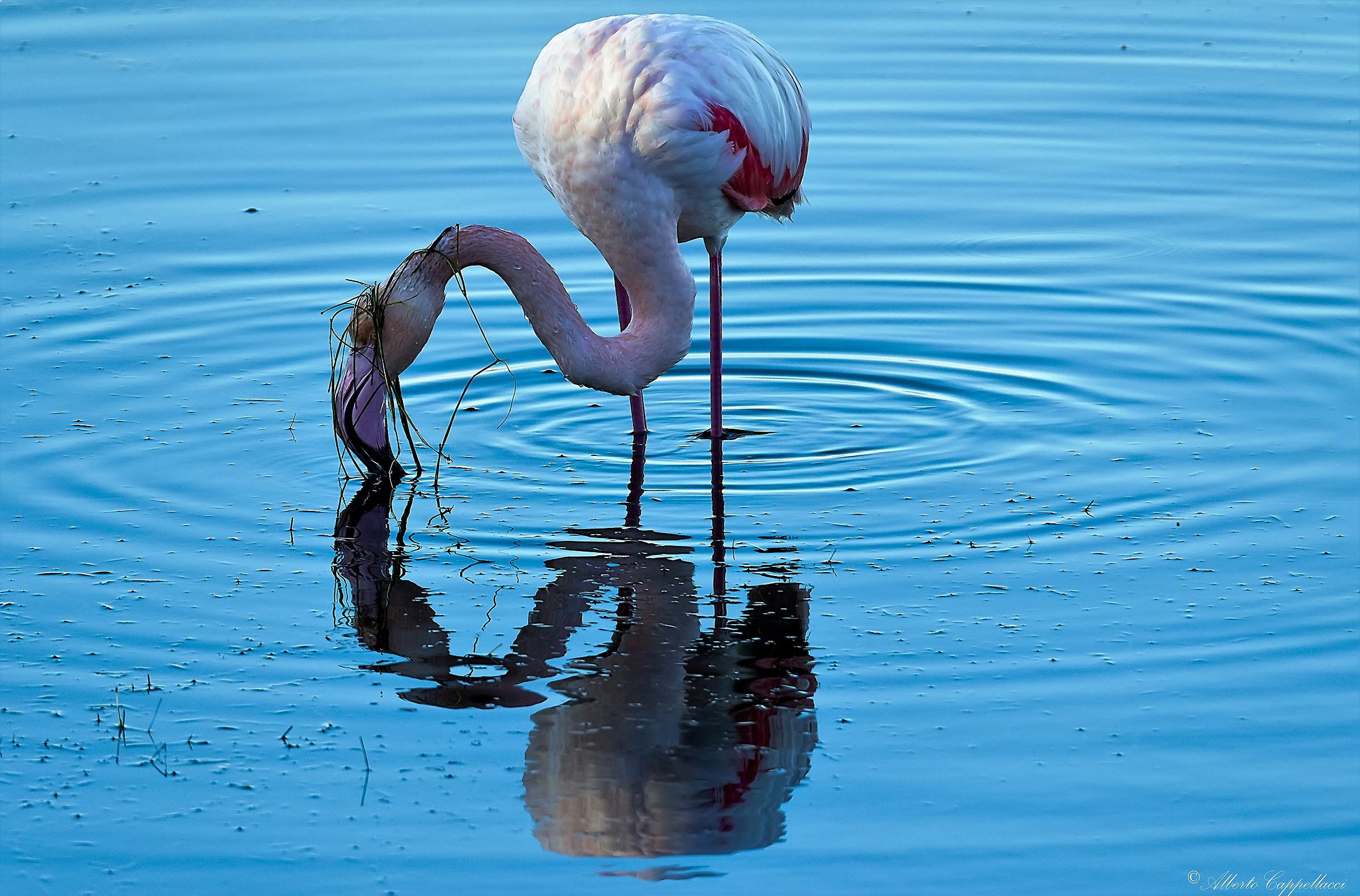 Fenicottero co la parrucca