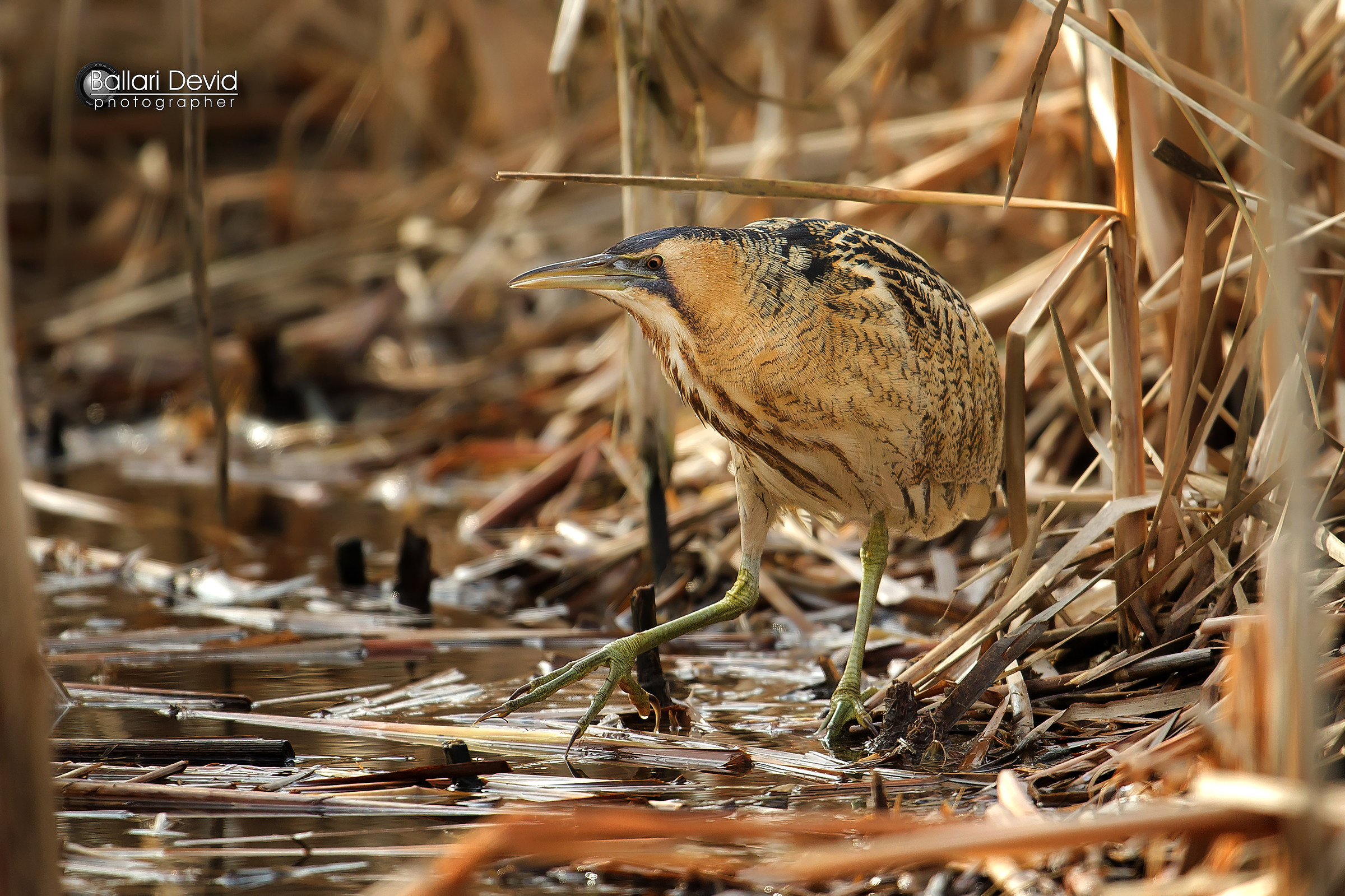 bittern