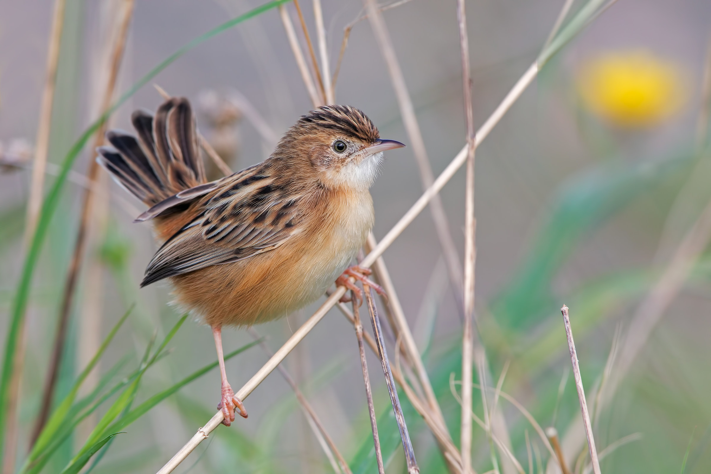 My habitats (beccamoschino)