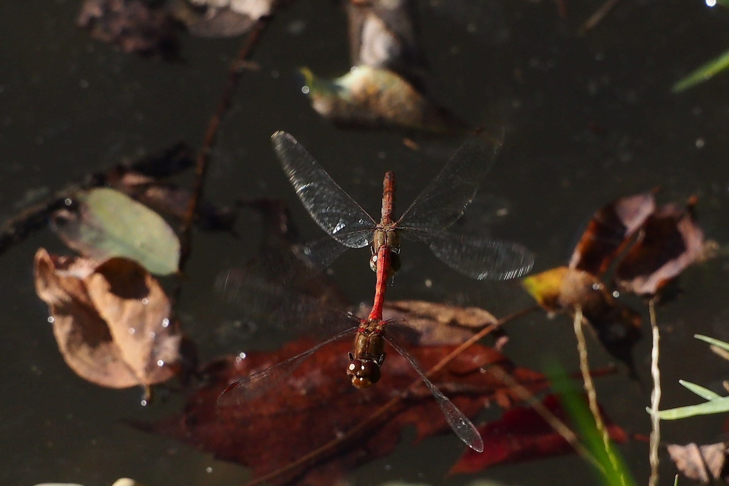 Engaged in flight in Autumn