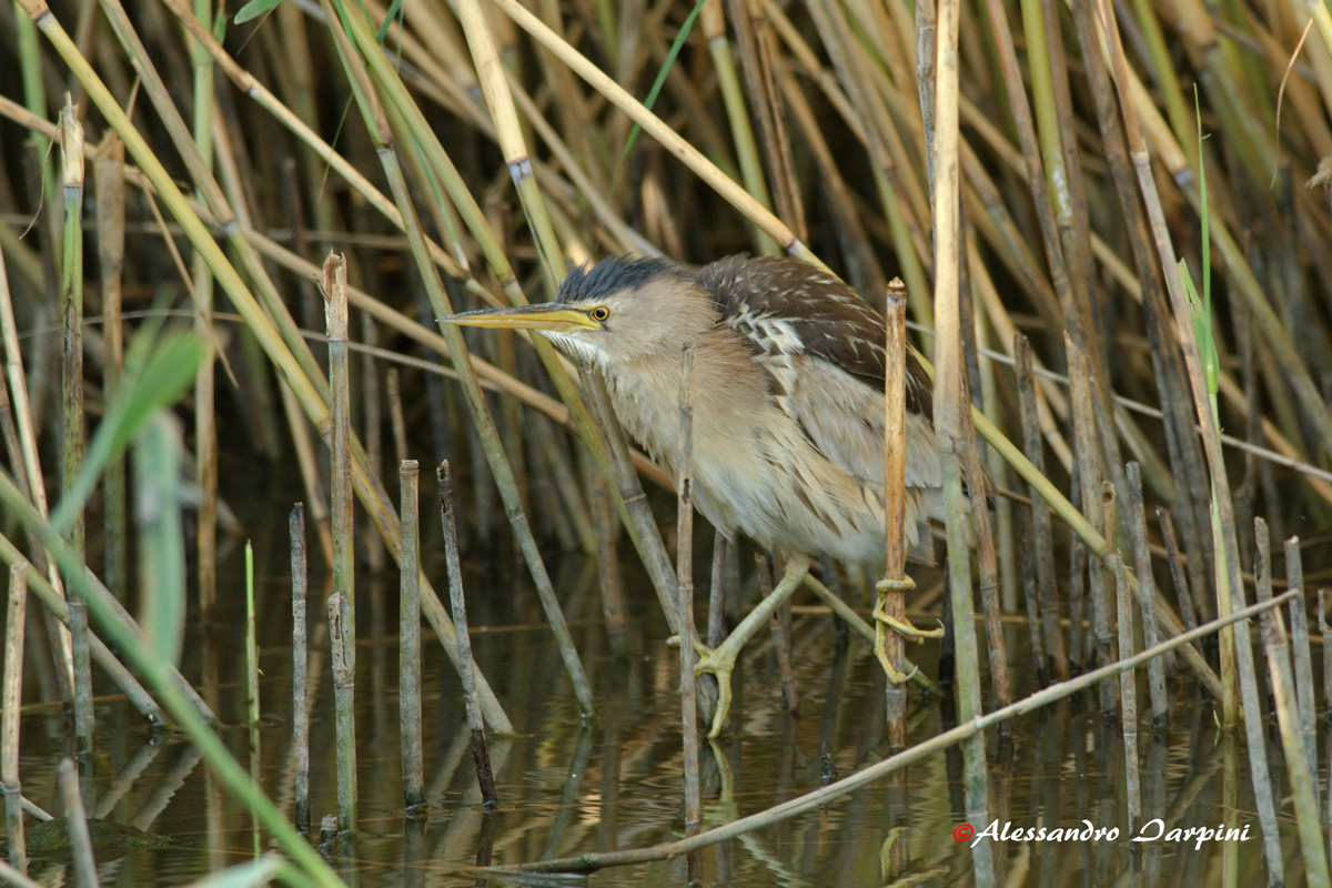 Bittern