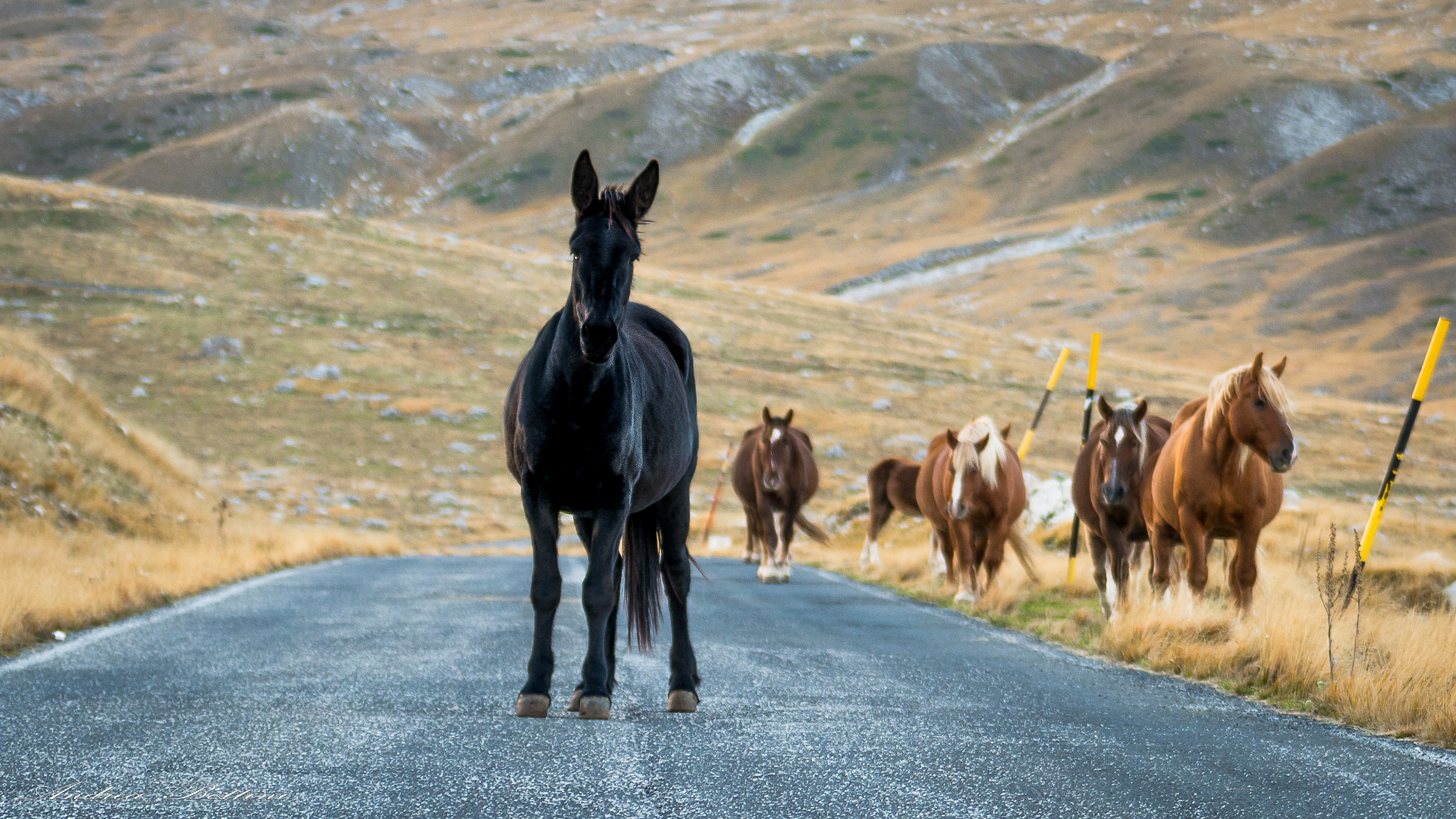 Mustang Campo Imperatore Abruzzo Italy
