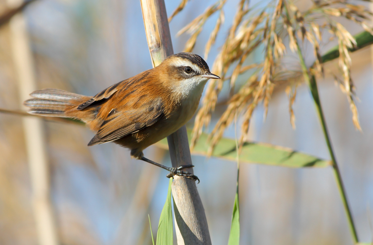 moustached warbler