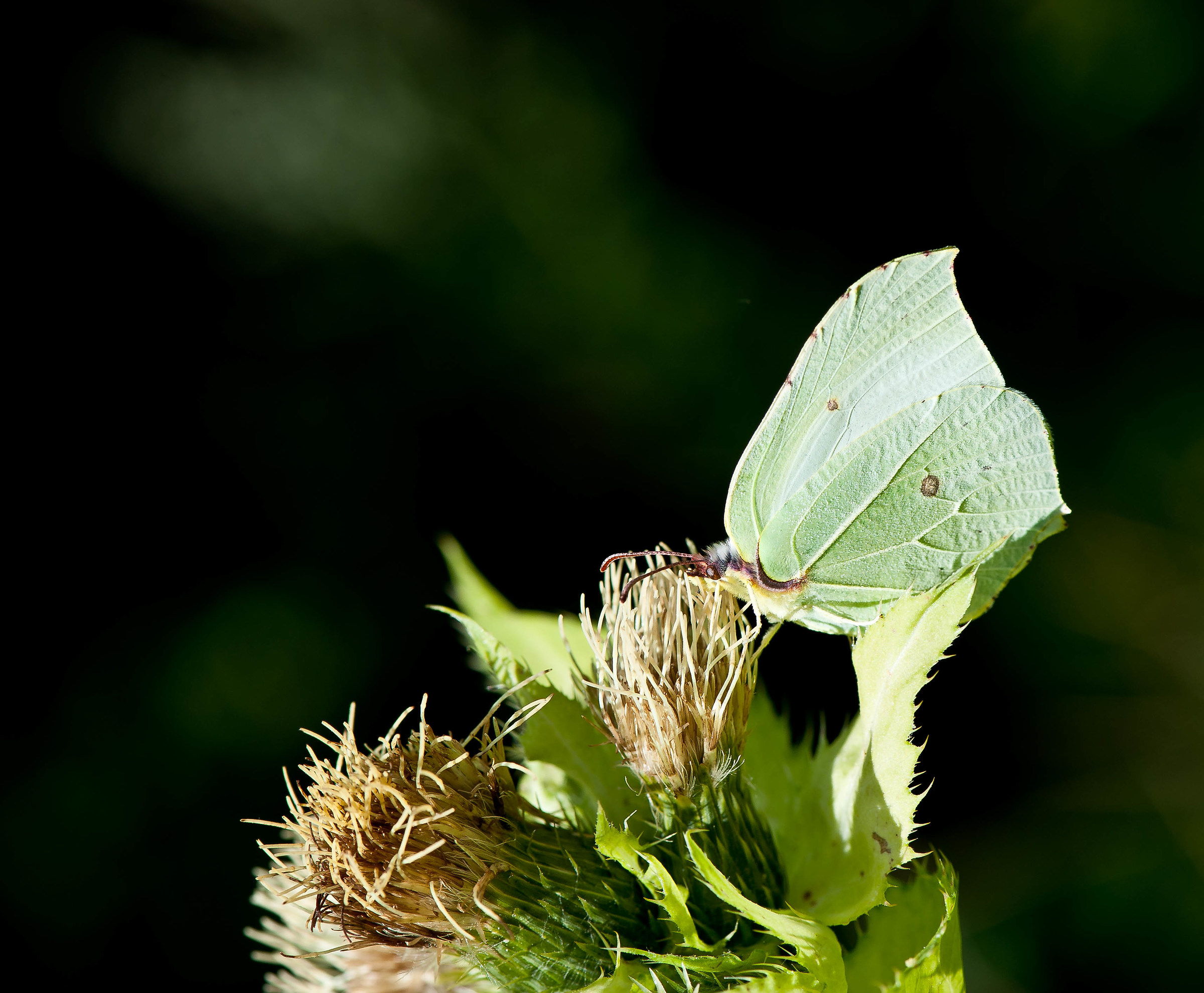 Colias yellow green.