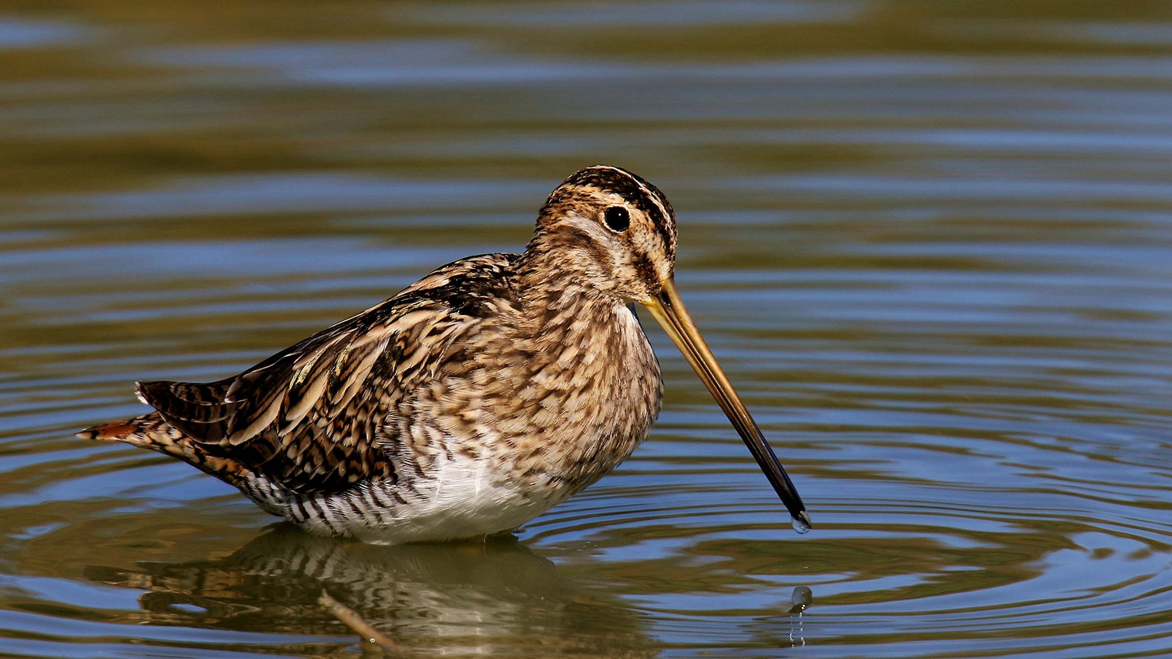 Snipe