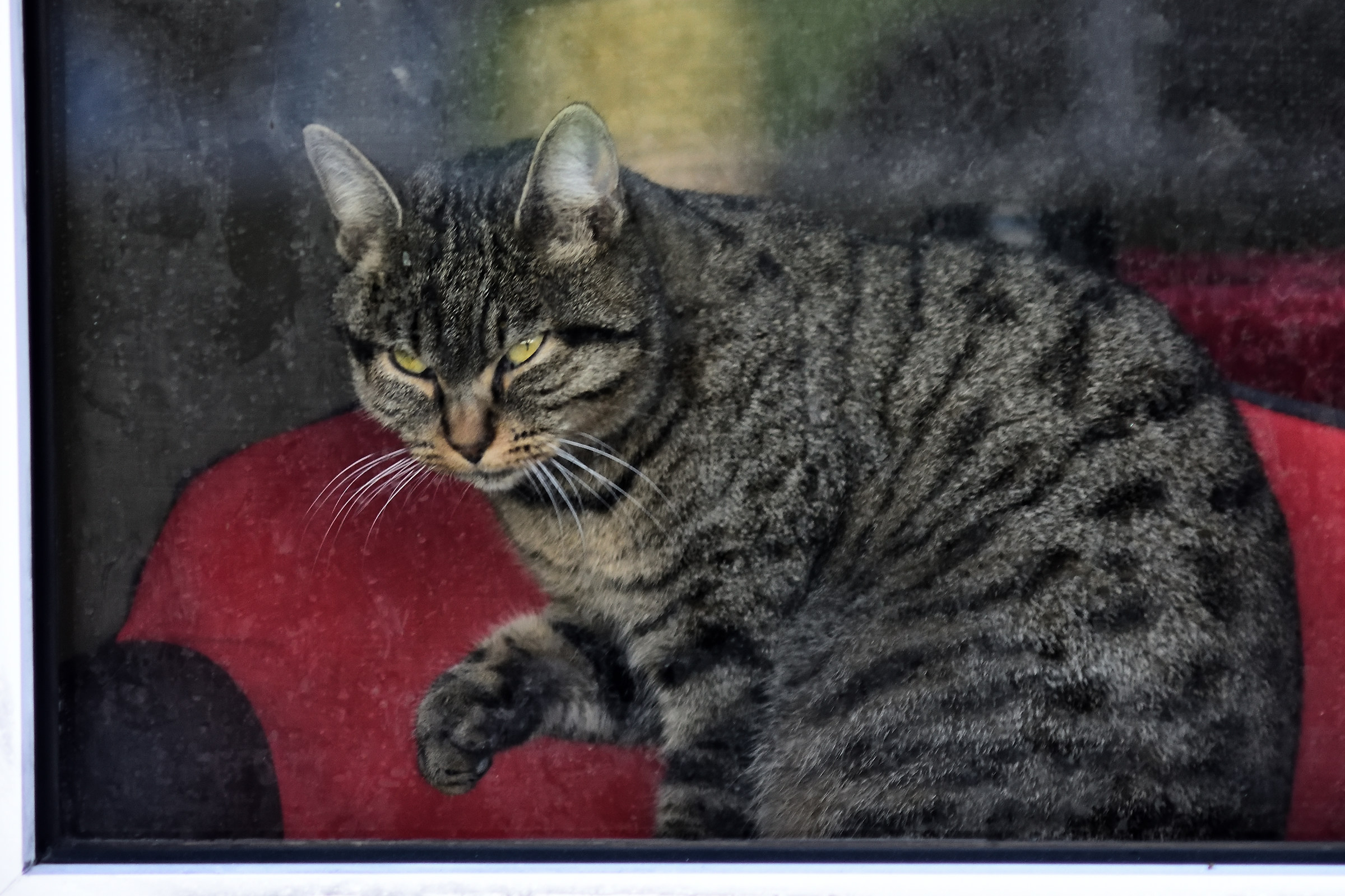 If I get out of this window I will dominate the world