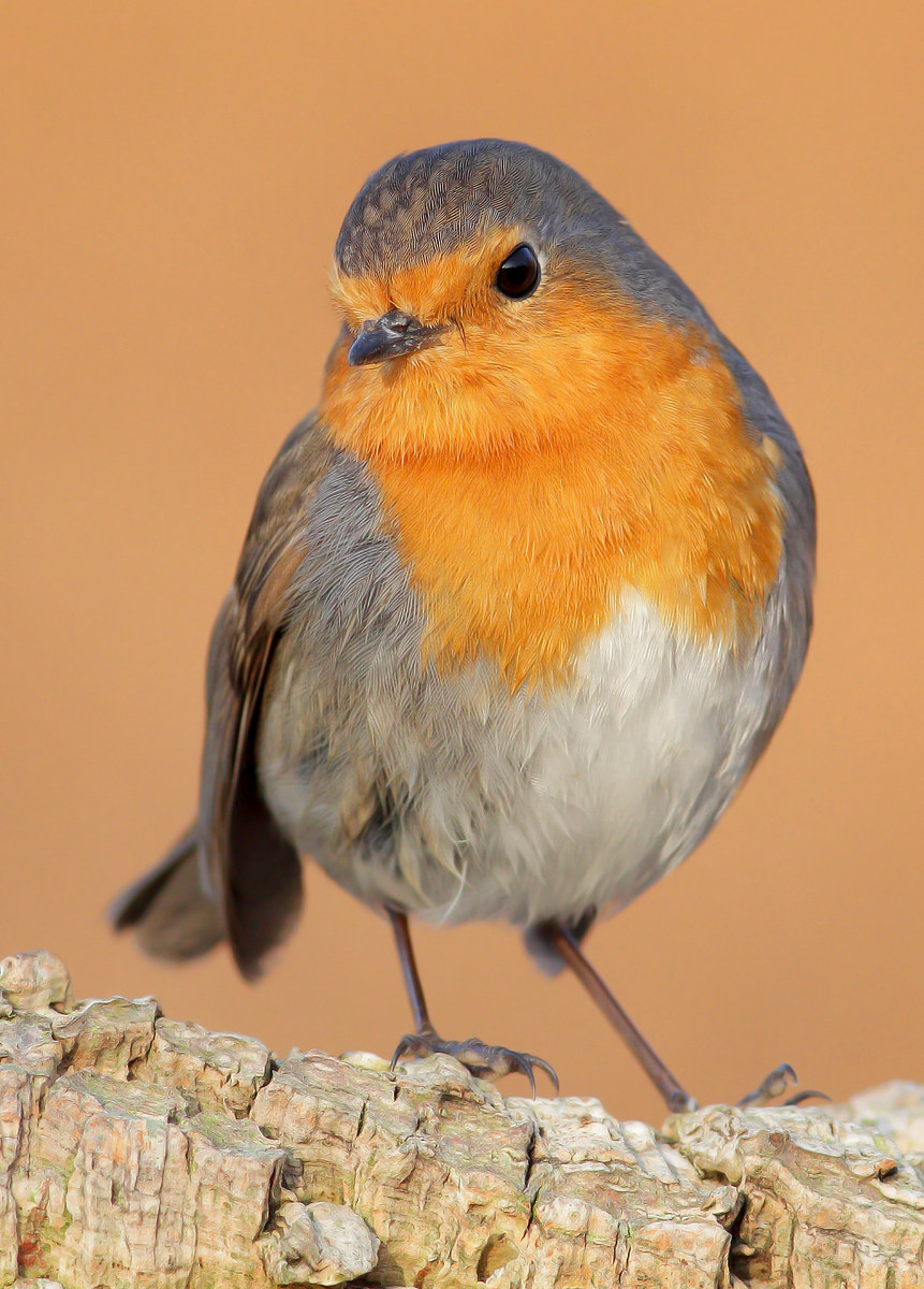 Robin