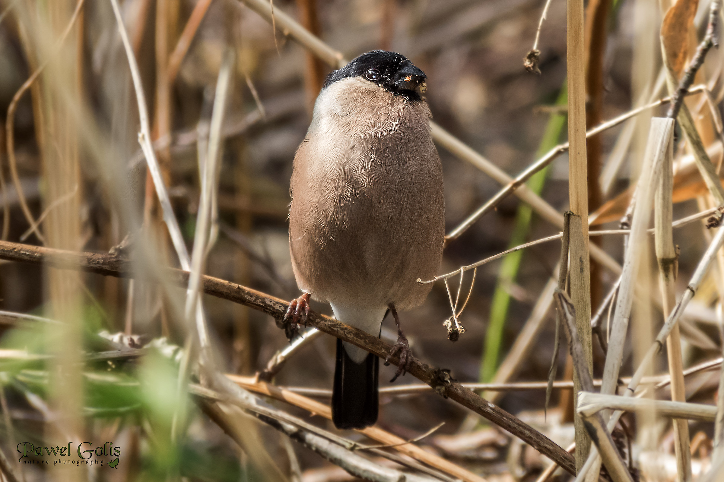 Eurasian bullfinch (Pyrrhula pyrrhula) Female
