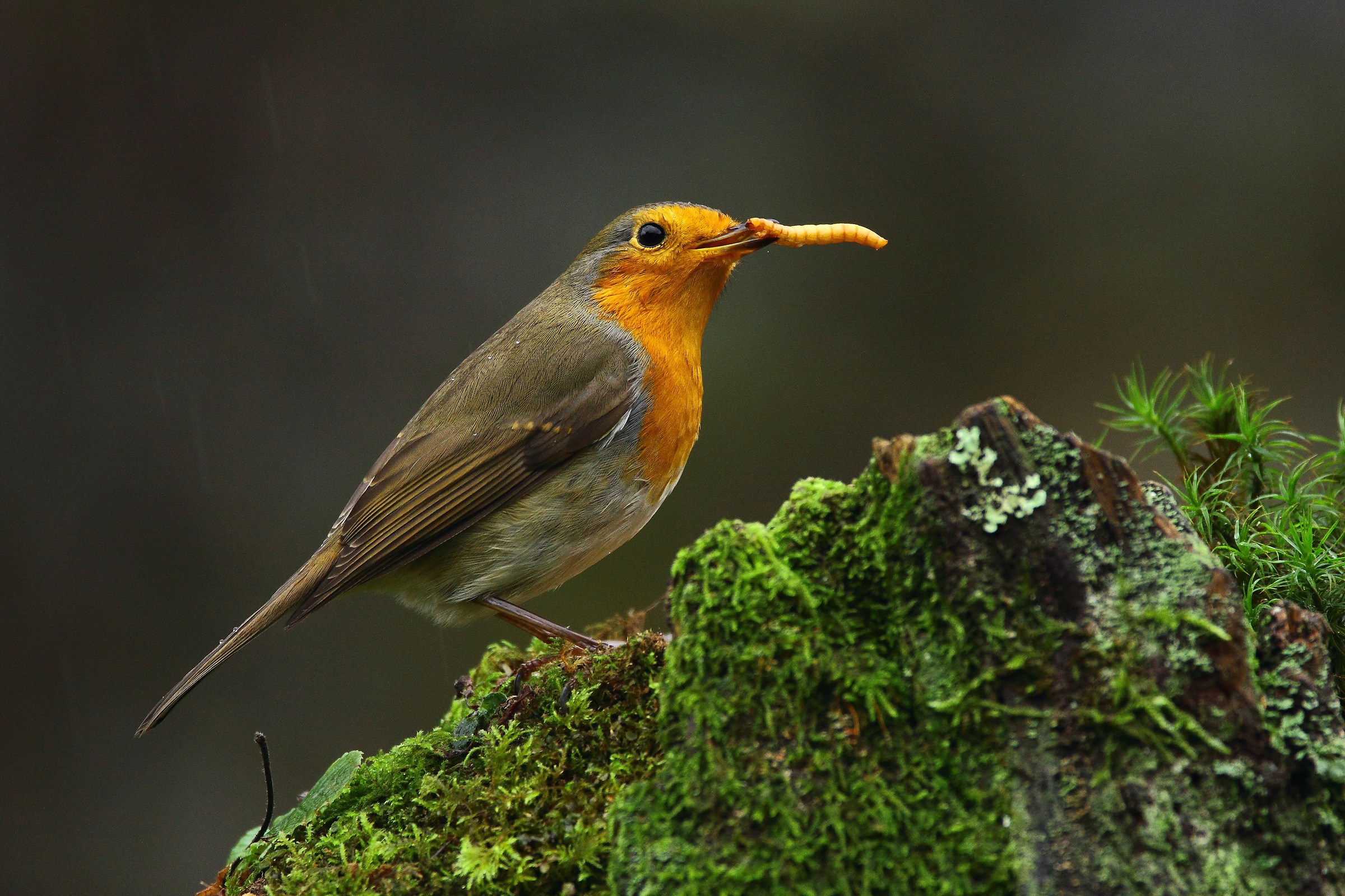 Pettirosso /Erithacus rubecula /
