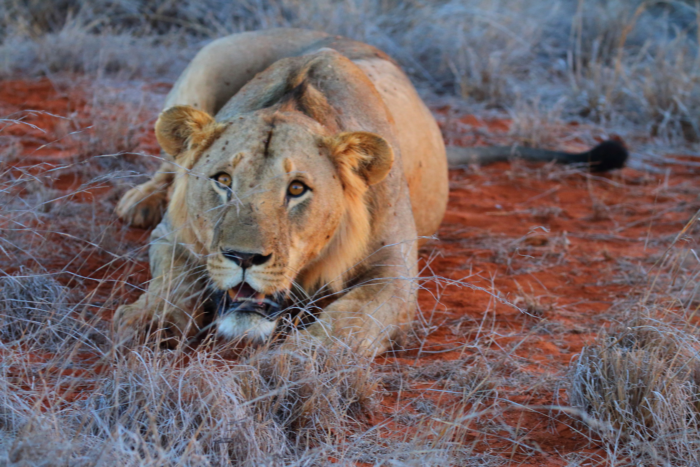 Last lion of the day