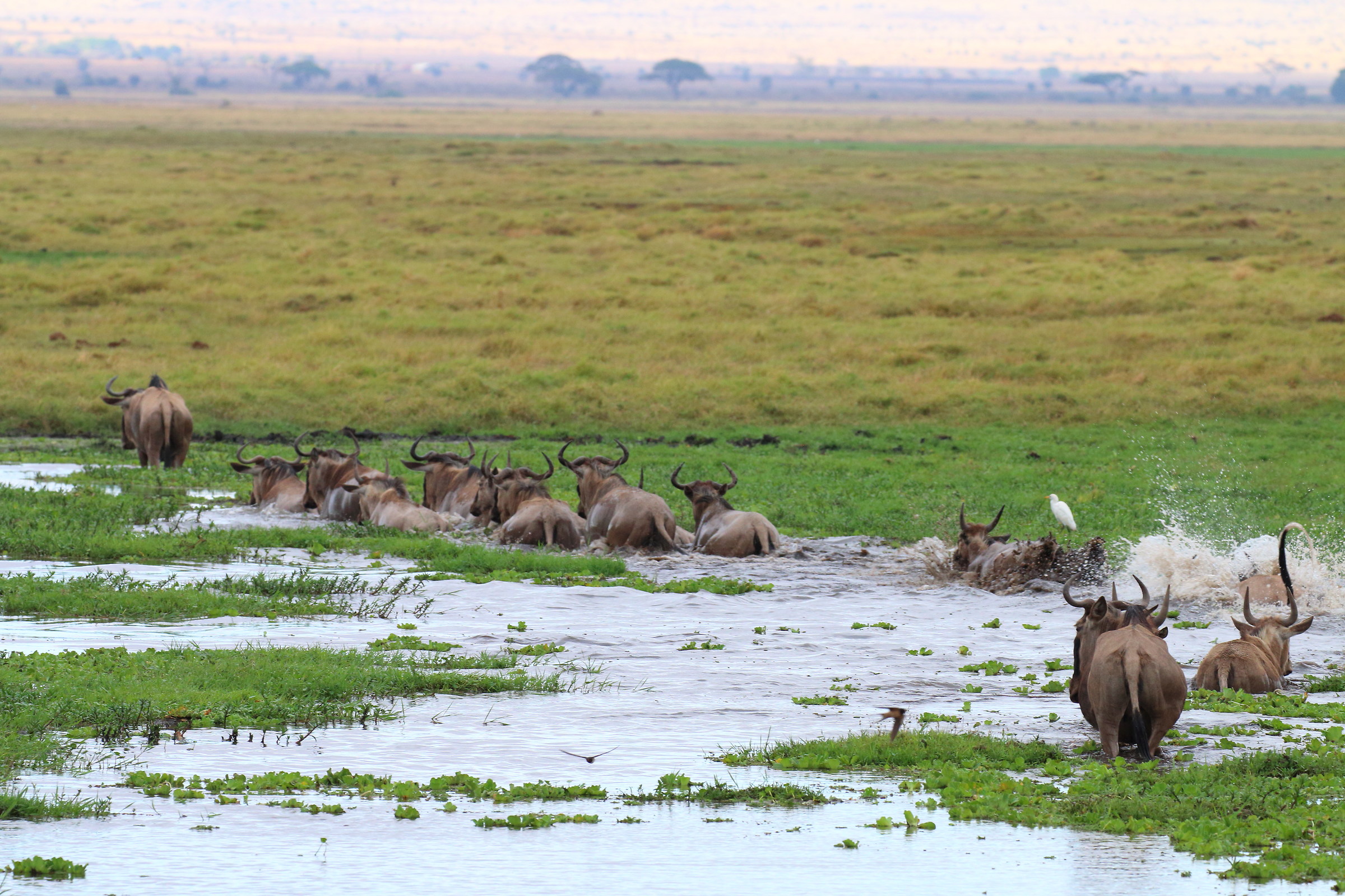 Migrating to Amboseli