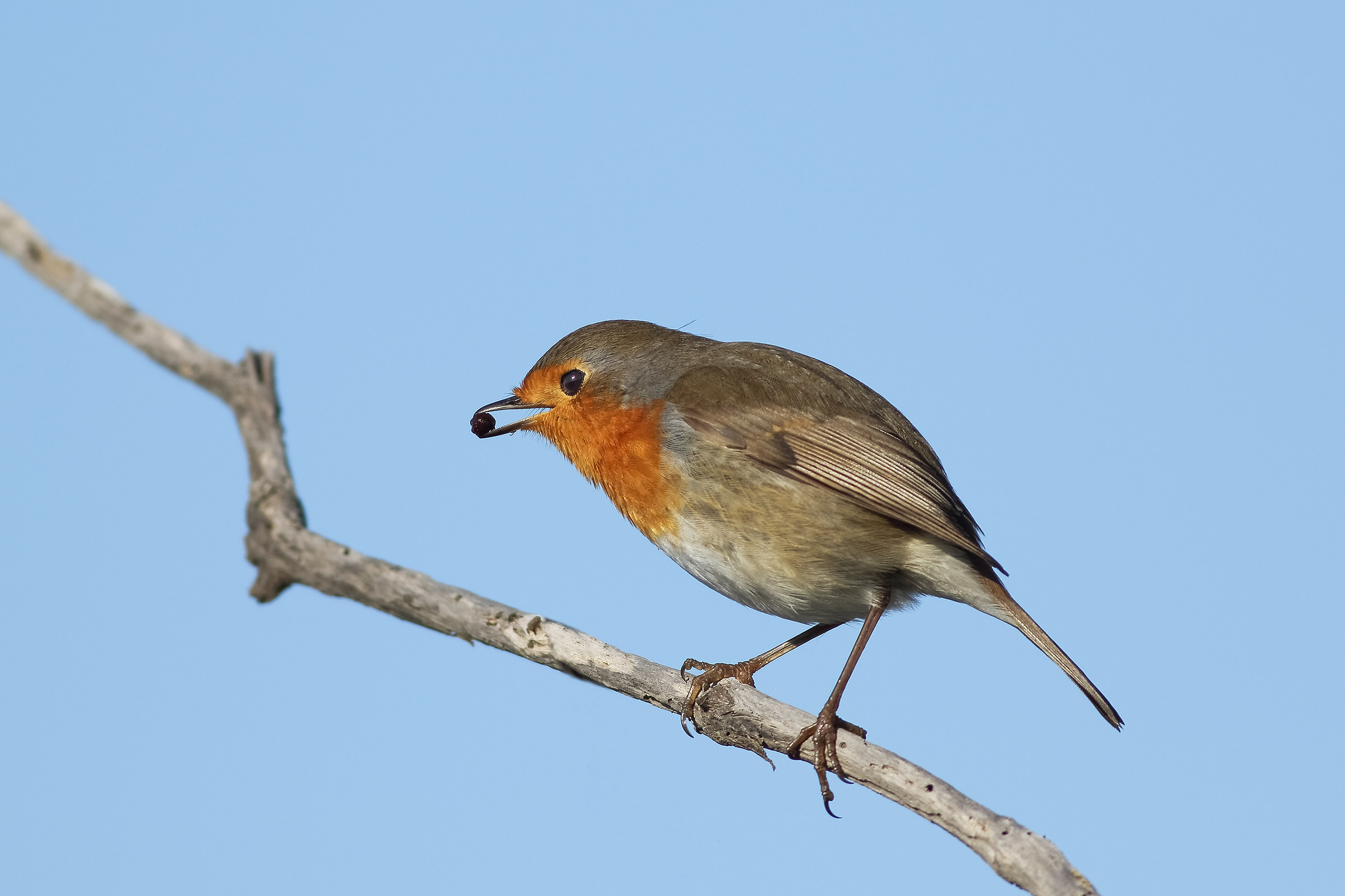 berry indigestible 3