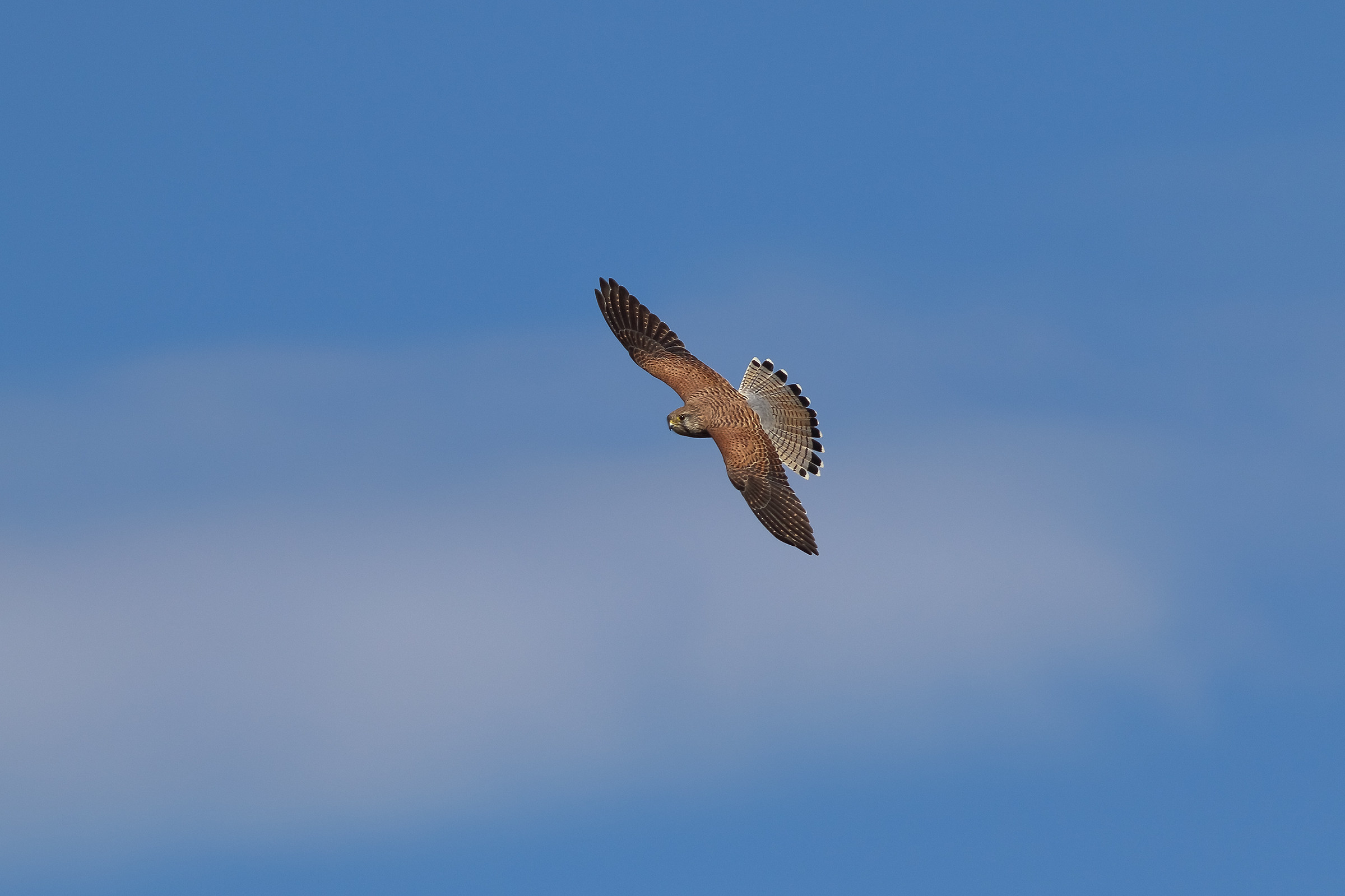 Kestrel in Virata