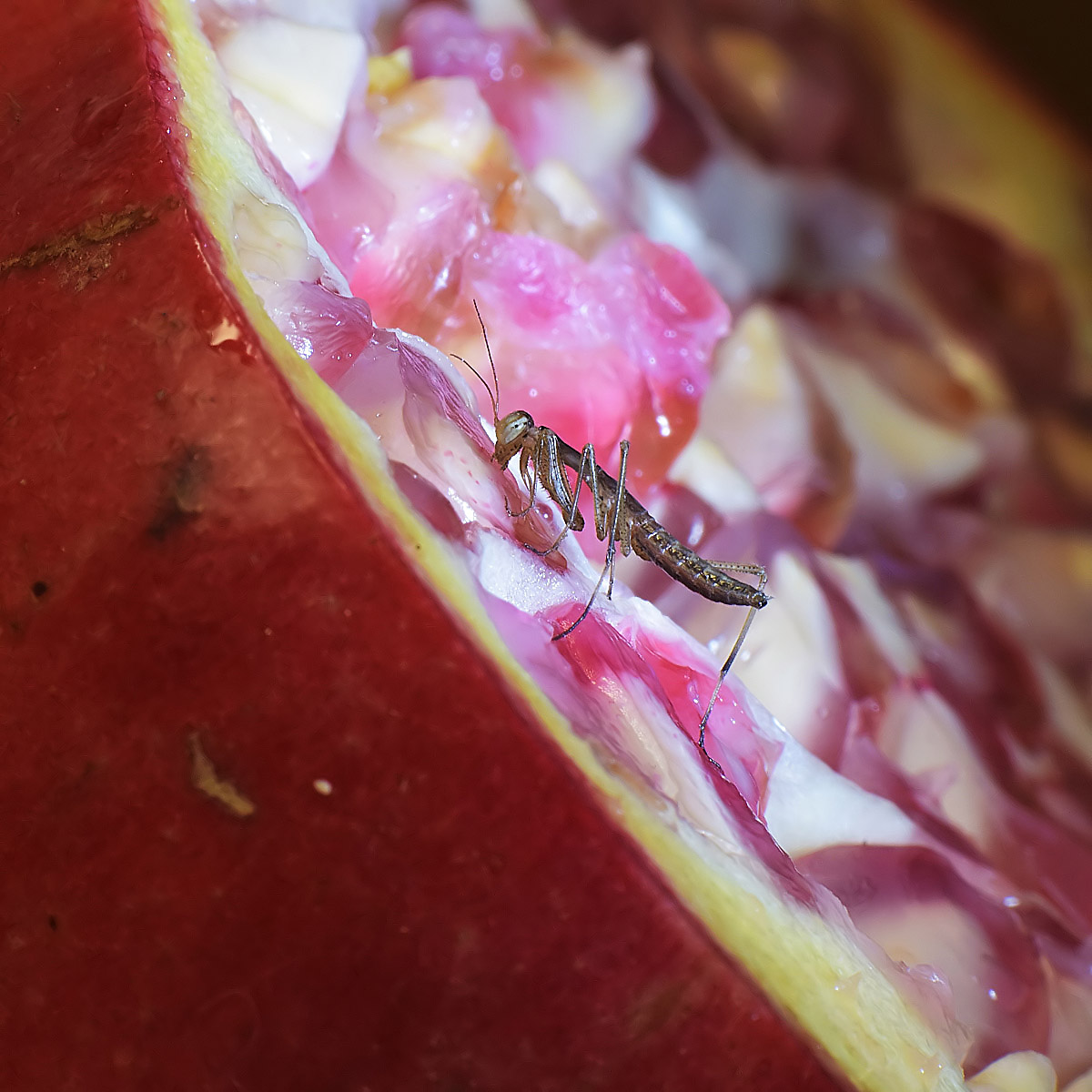 mantis baby girl on pomegranate