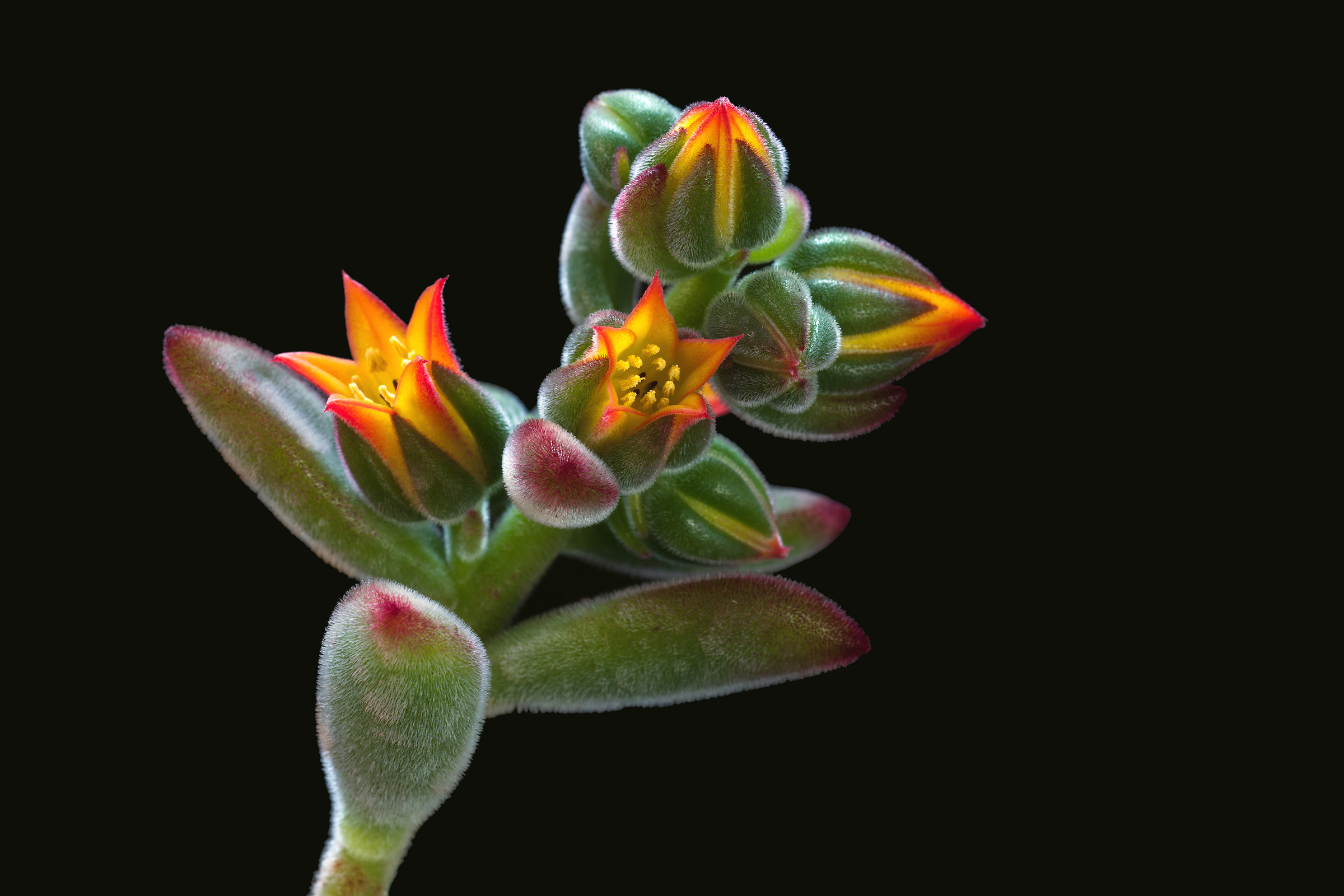 Echeveria