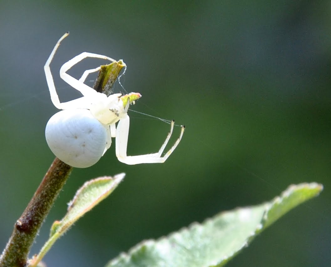 Misumena vatia