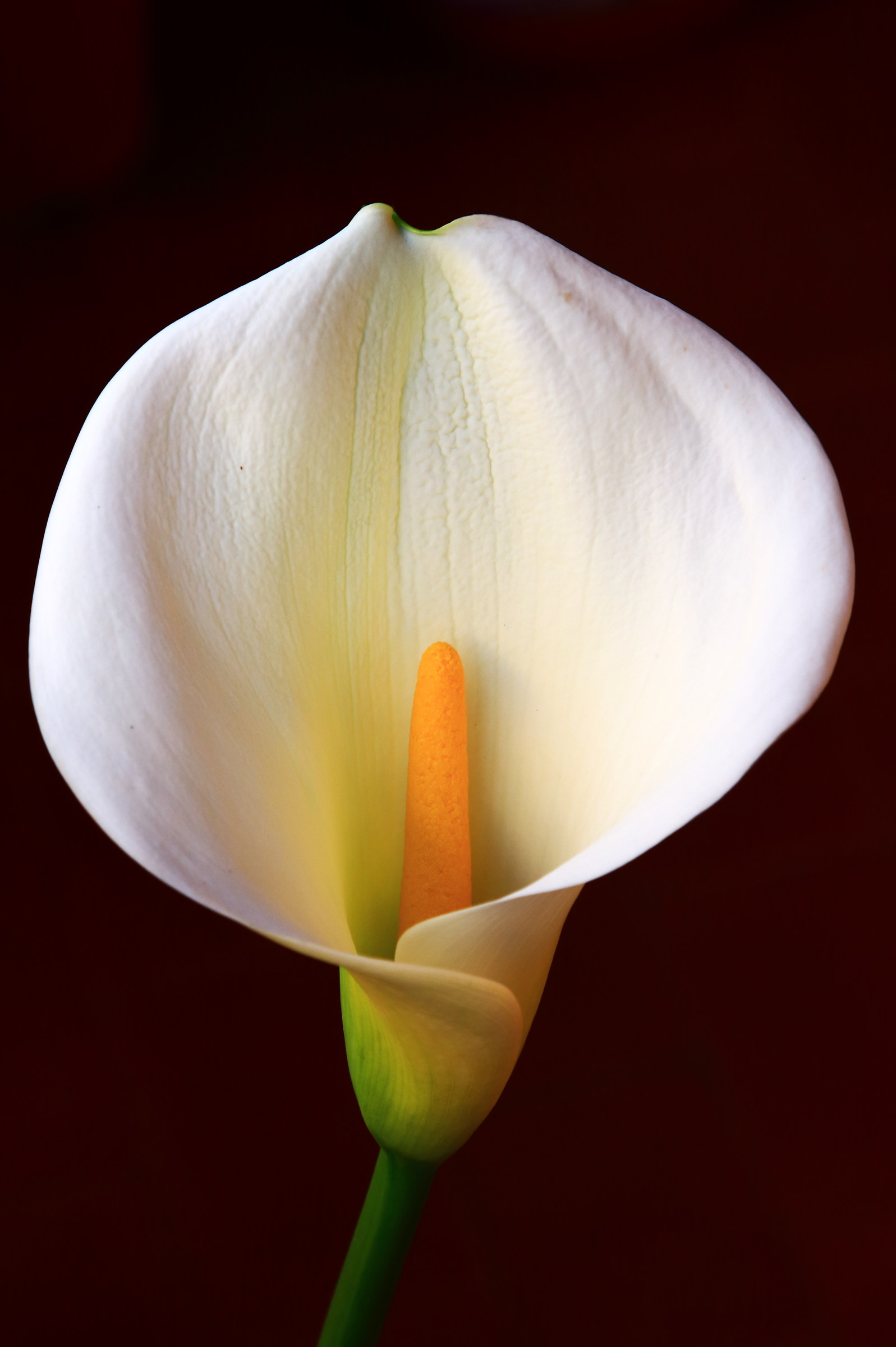 calla del mio balcone