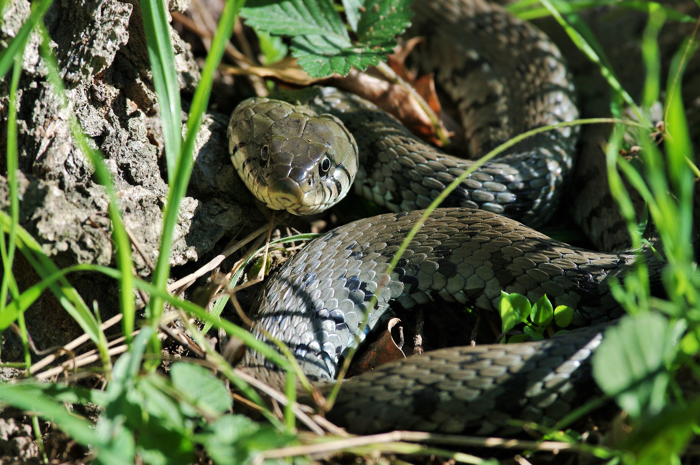 Grass snake (Natrix natrix)