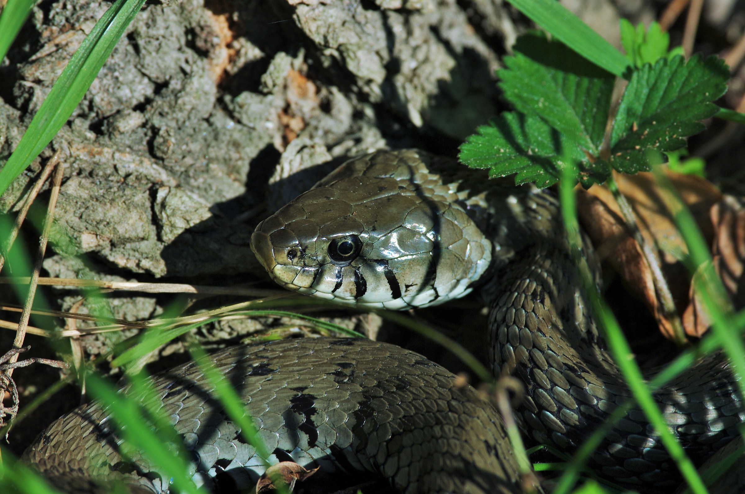 Grass snake (Natrix natrix)