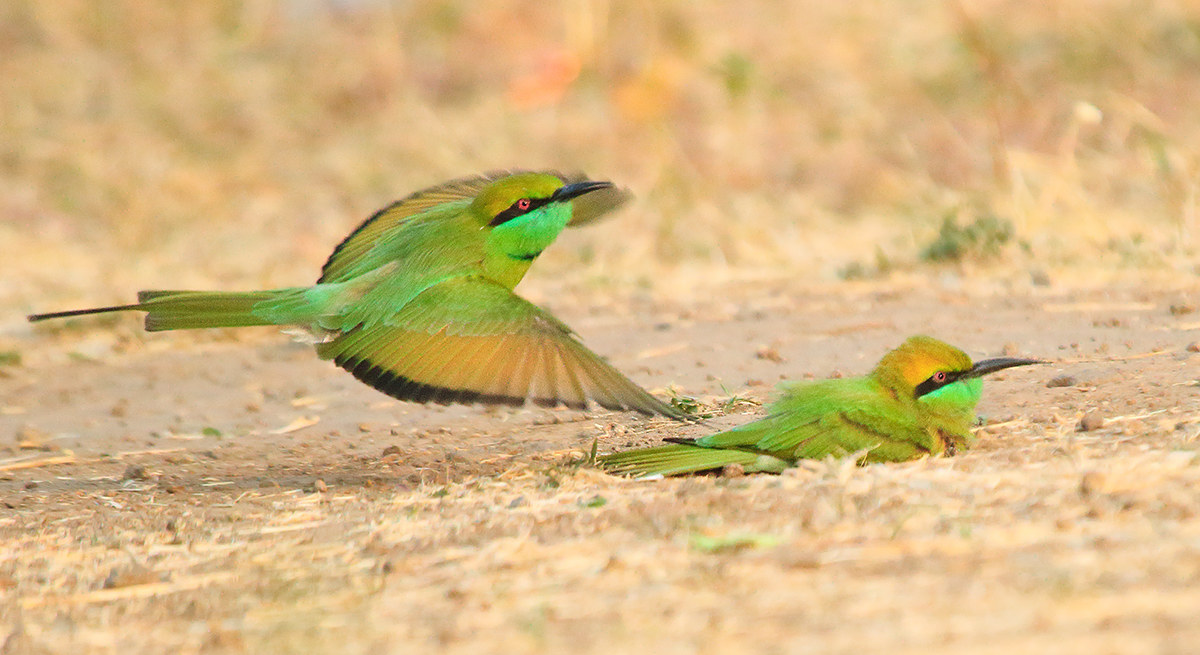 Green Bee eater  at dusk bath......in the evening ligh