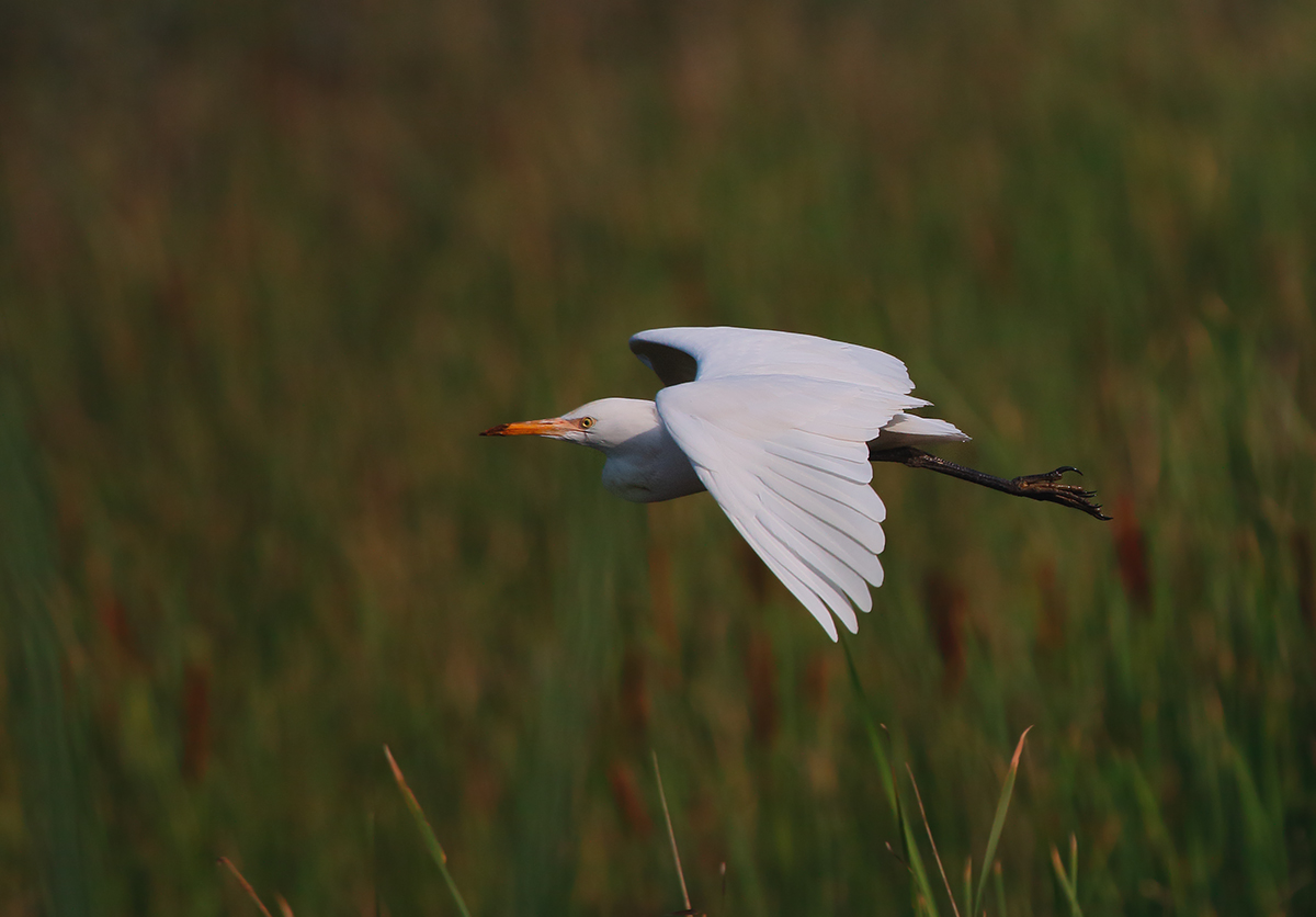 Egret in flight...