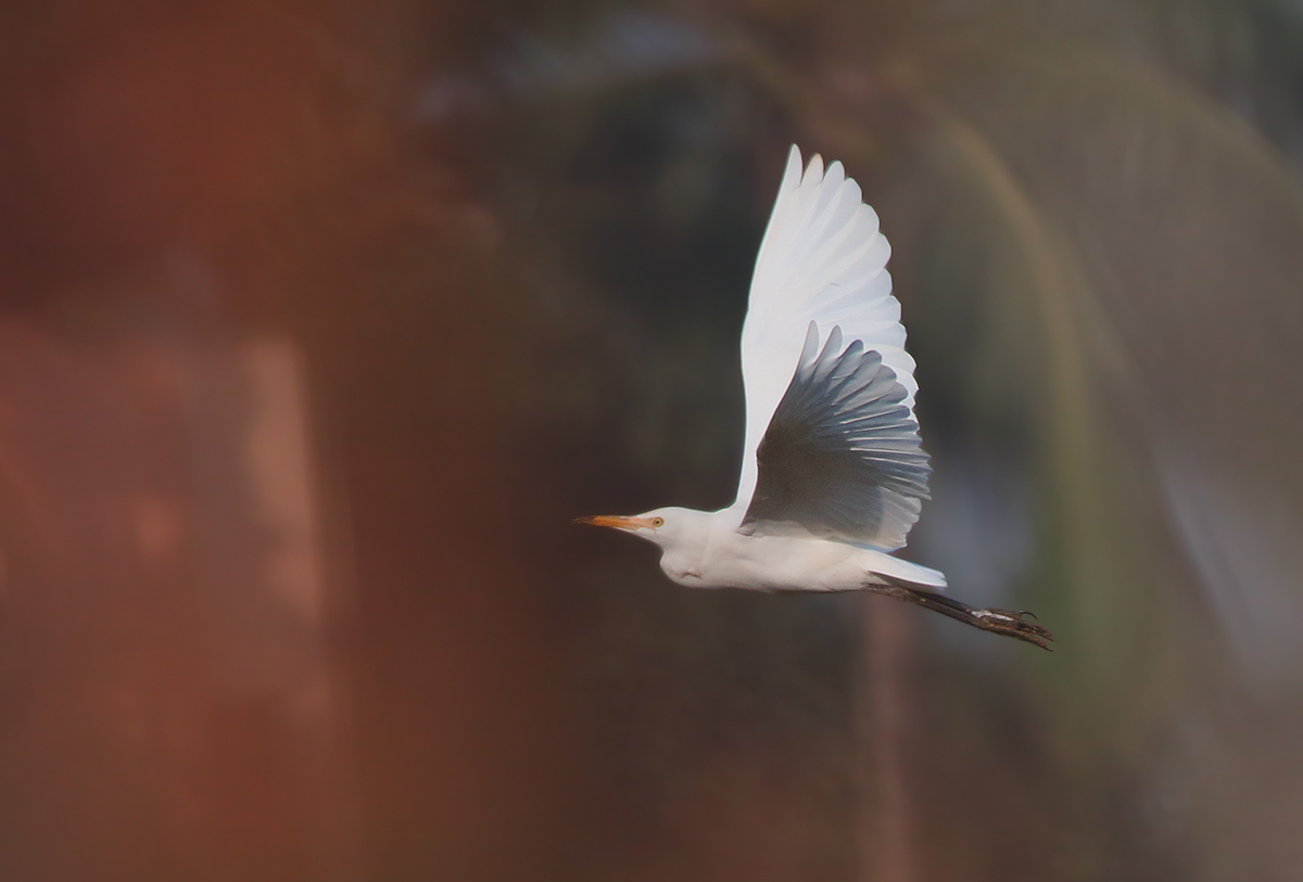 Egret in flight#2