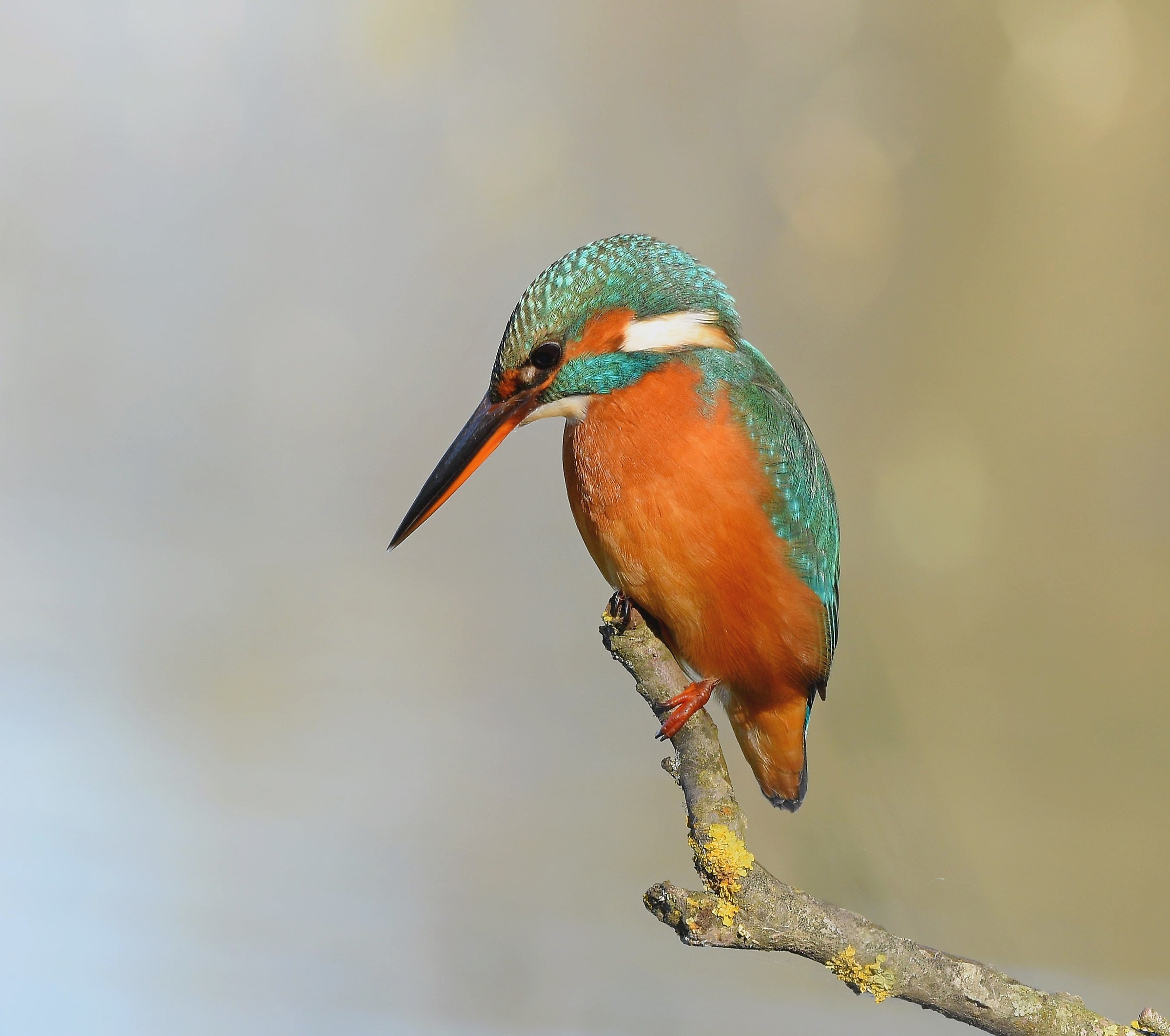 Kingfisher (F)