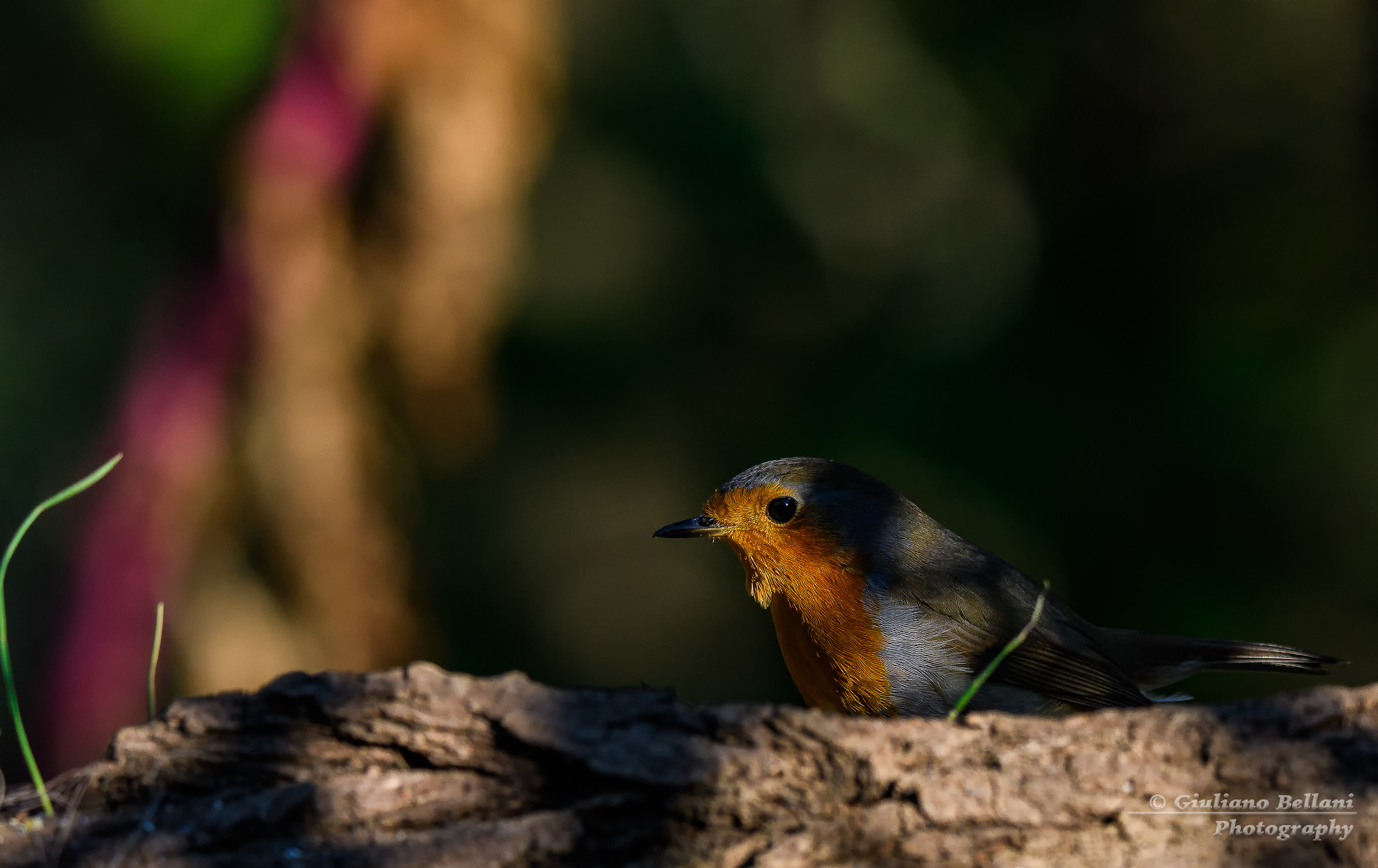 Pettirosso al tramonto