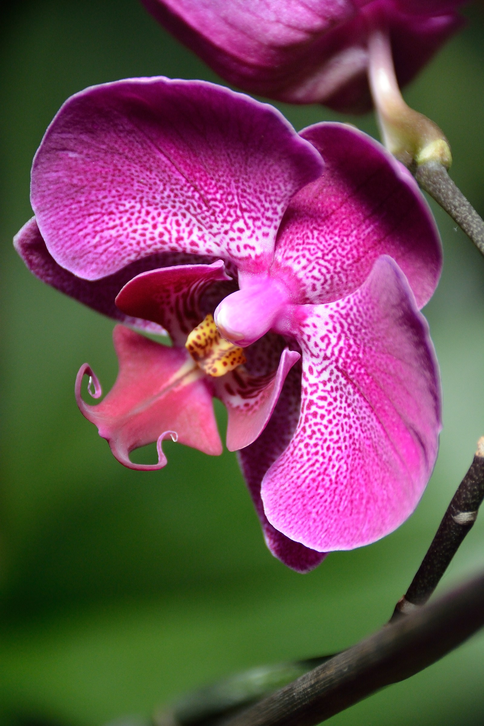 Orchid