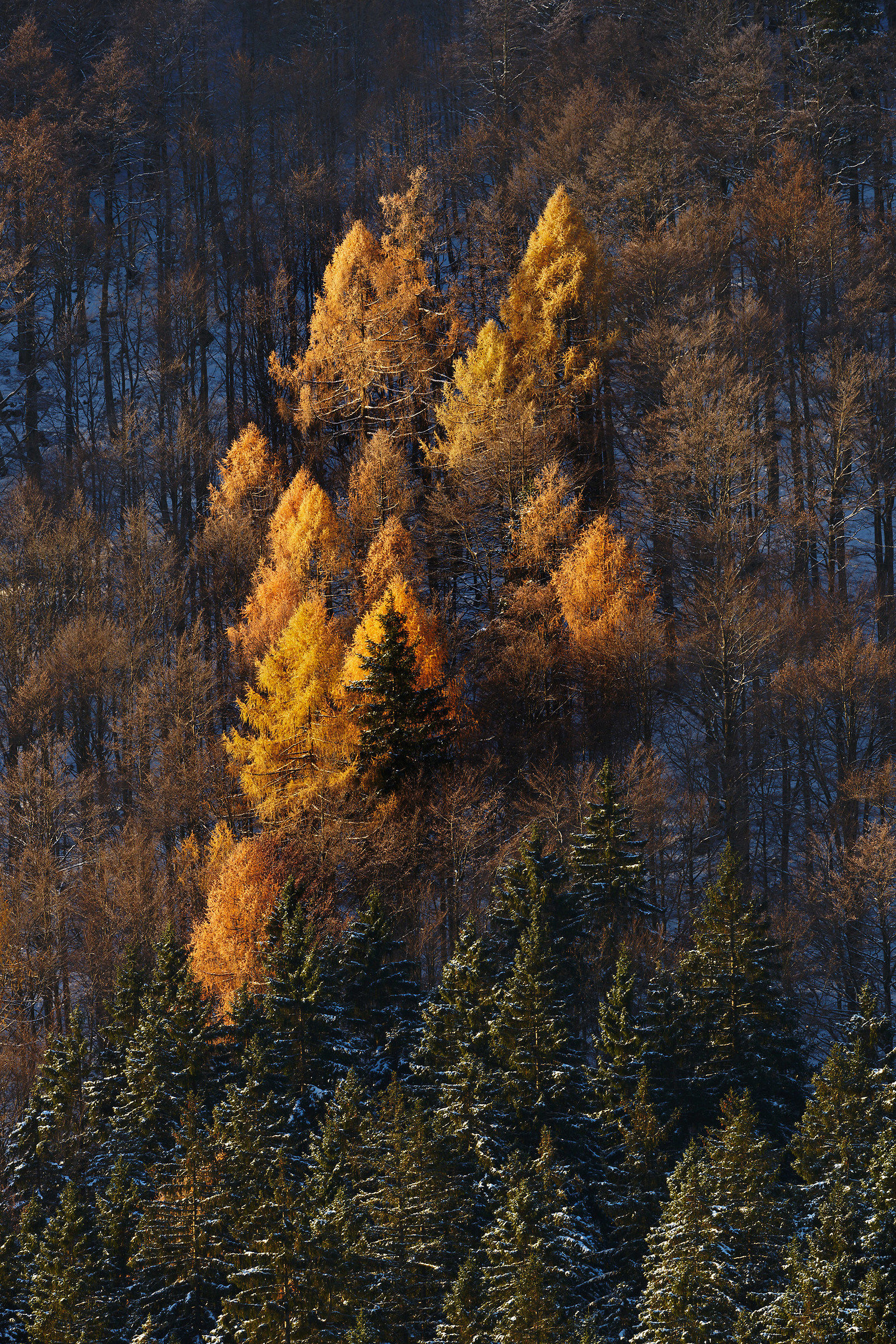 I larici si vestono di luce. Alpi Giulie.