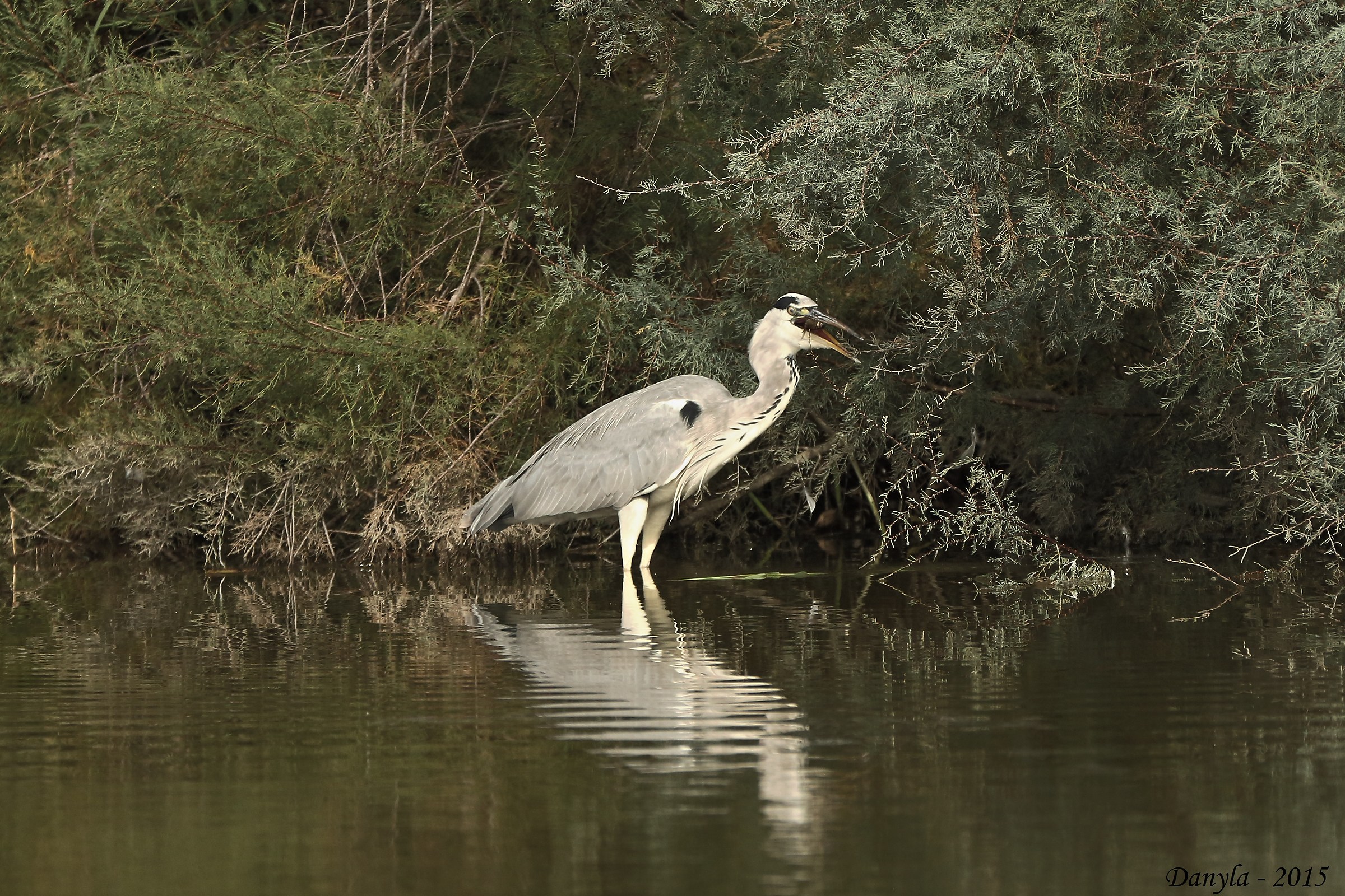 il mio primo cenerino