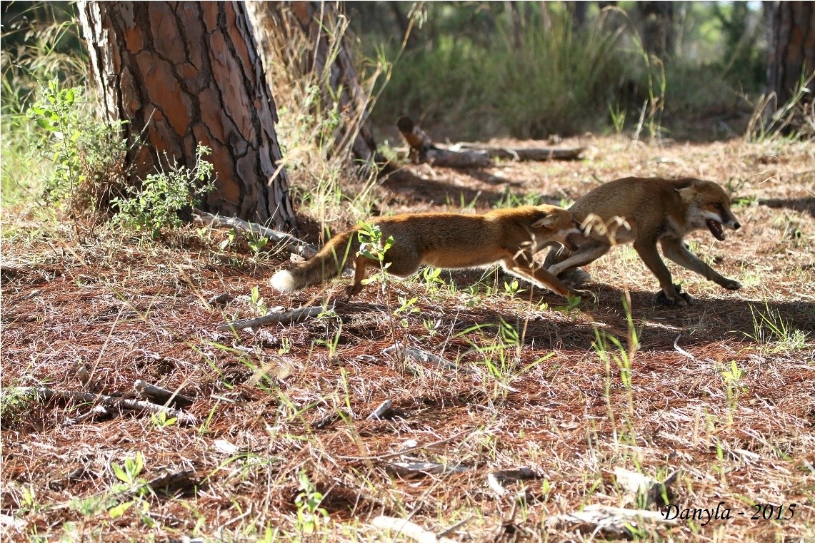 piccoli tafferugli tra giovani maschi