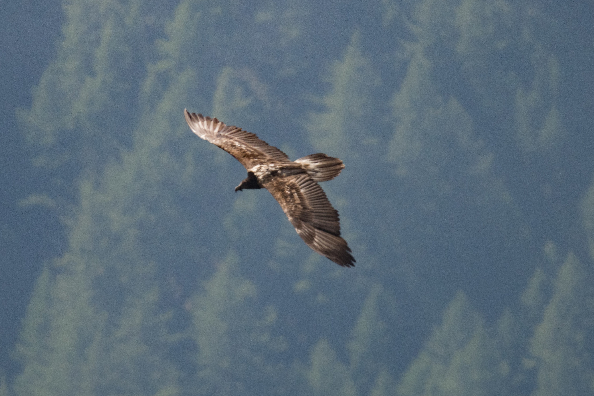 Avvoltoio degli agnelli