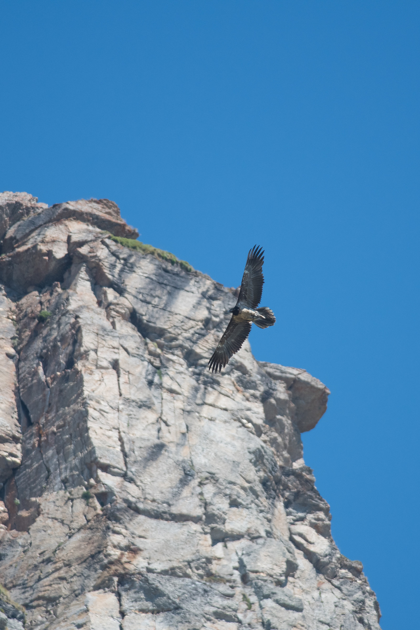 Avvoltoio degli agnelli
