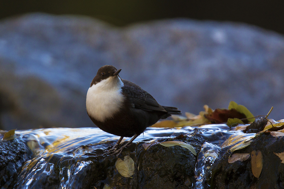 Dipper in environment