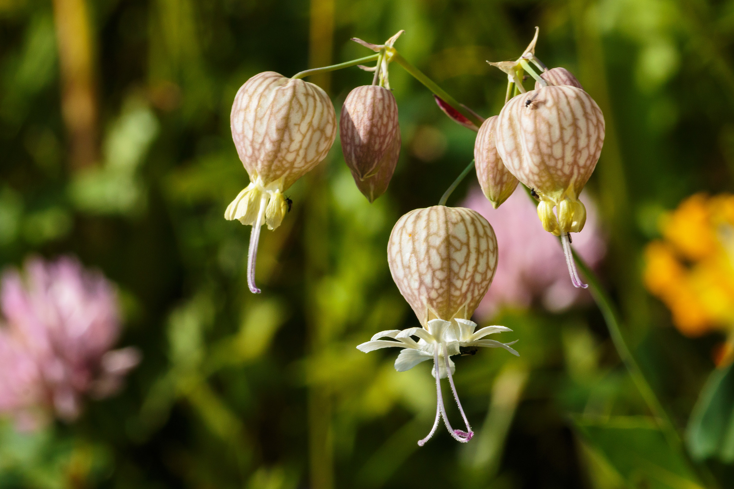 Schioppettino - Silene vulgaris