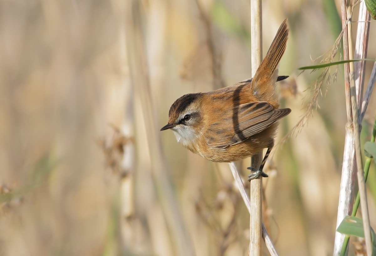 moustached warbler
