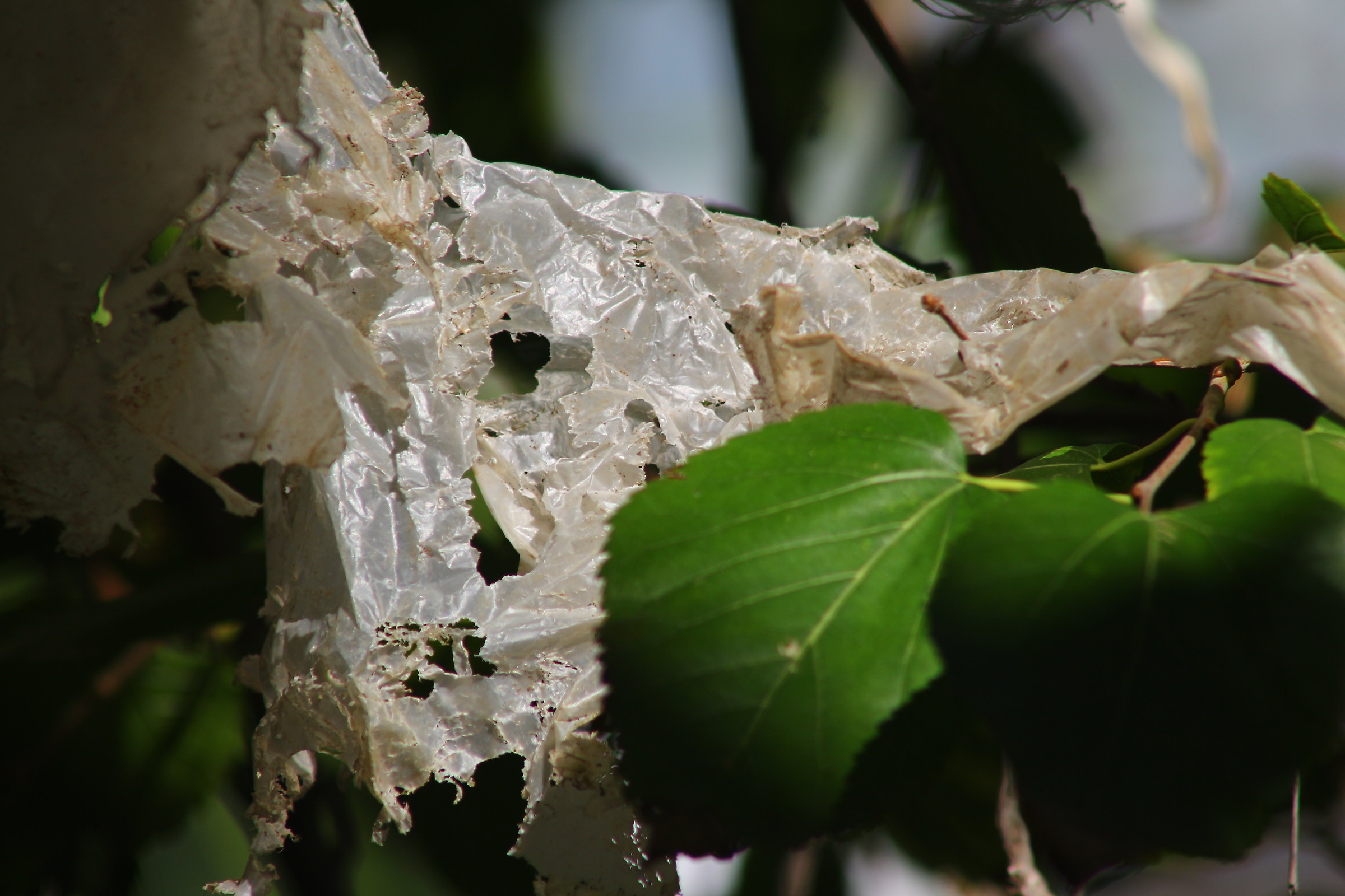 Plastica Against Nature