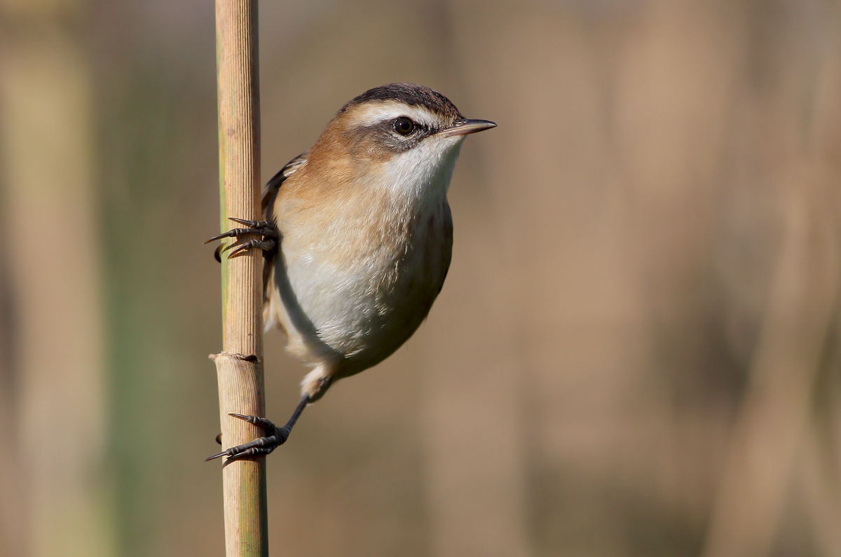 moustached warbler